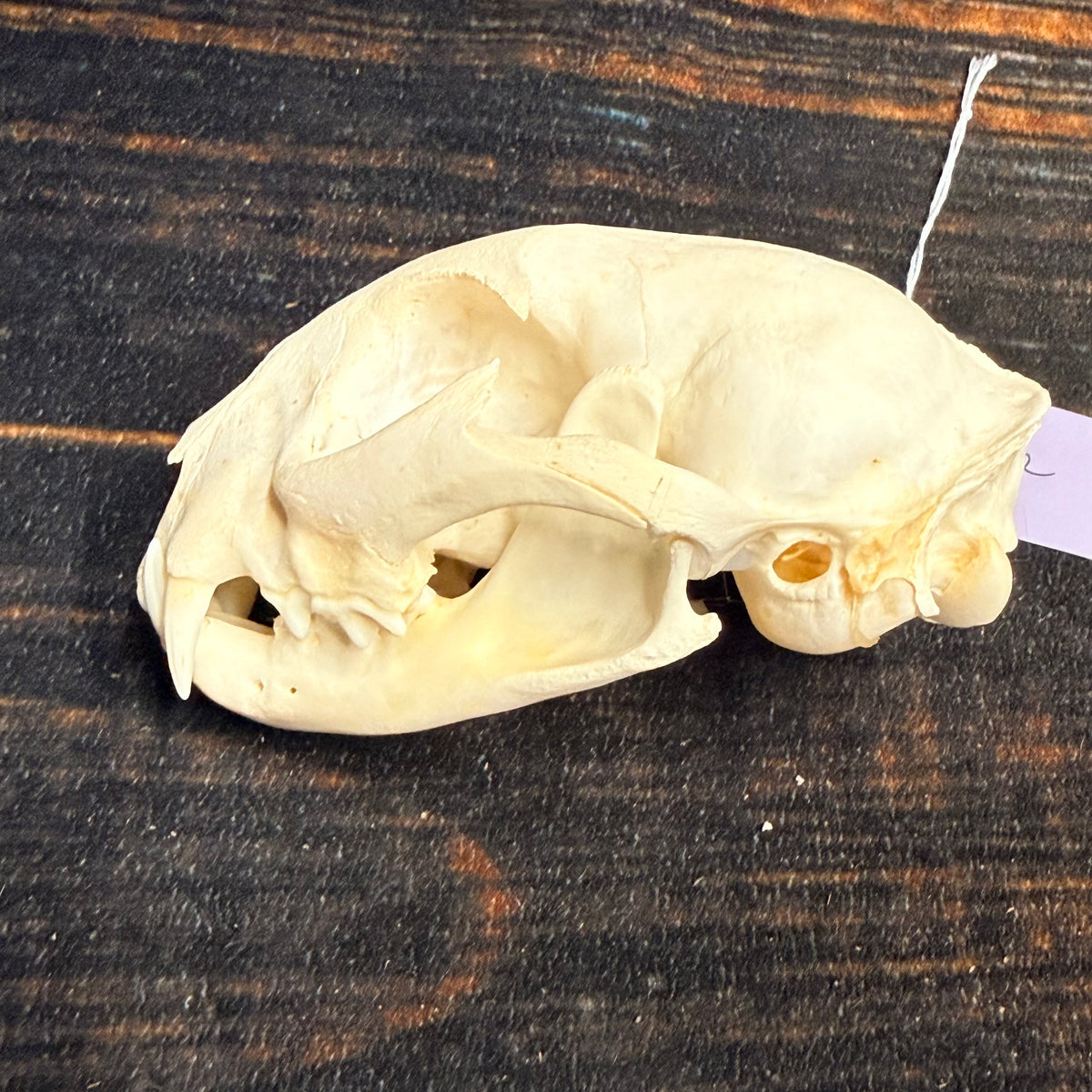 Real XL American Bobcat Skull Animal Mount Christmas Gifts Man cave Cabin Western Decor Craft Taxidermy Art craft head Voodoo hoodoo