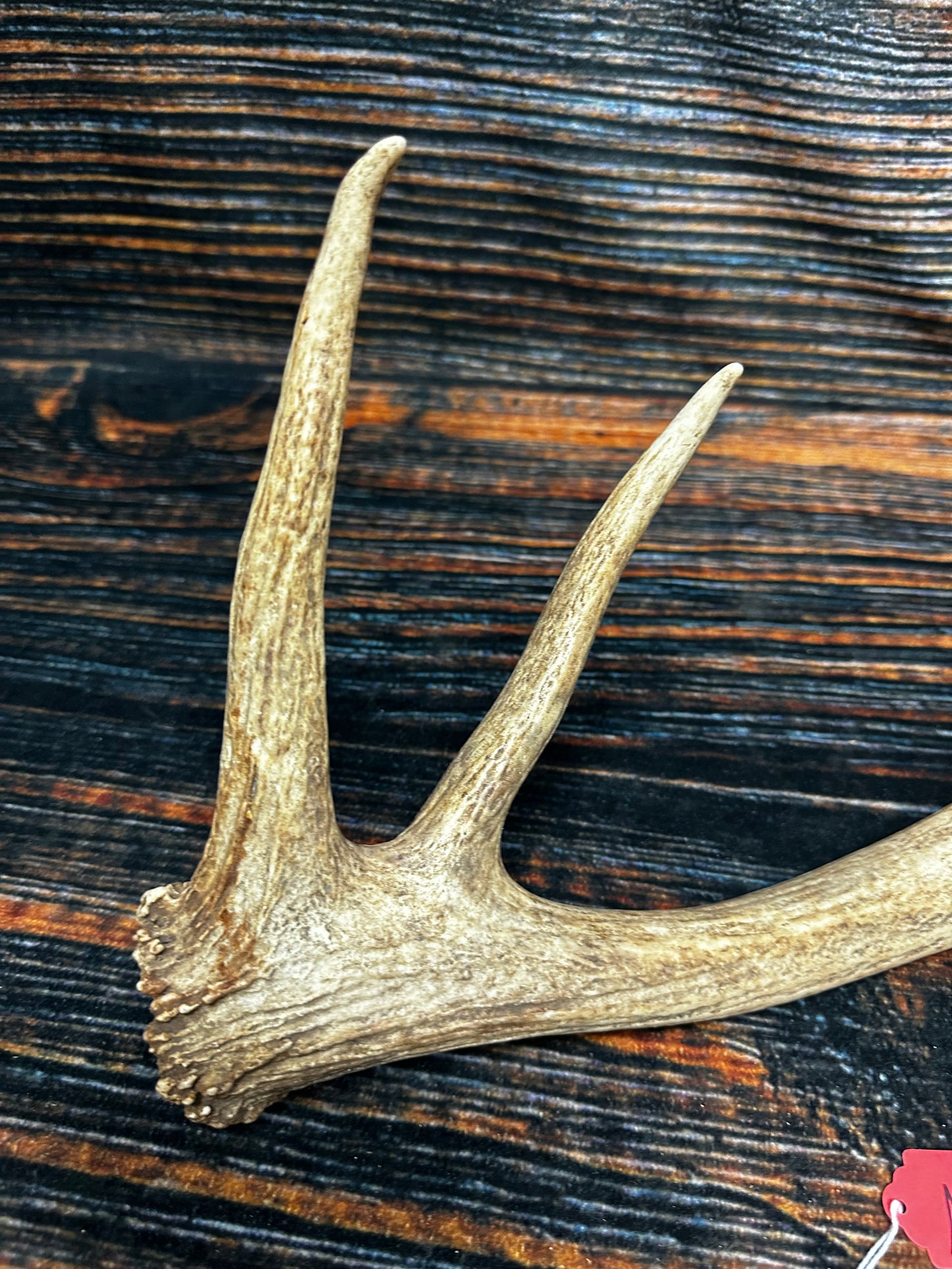 Wild Elk Shed Antler Horn Unique Christmas Gift art craft yard wedding decoration Halloween she shed man cave western animal self standing