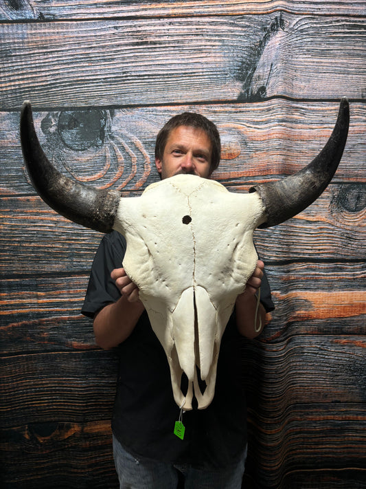 Real American Bison Buffalo Skull