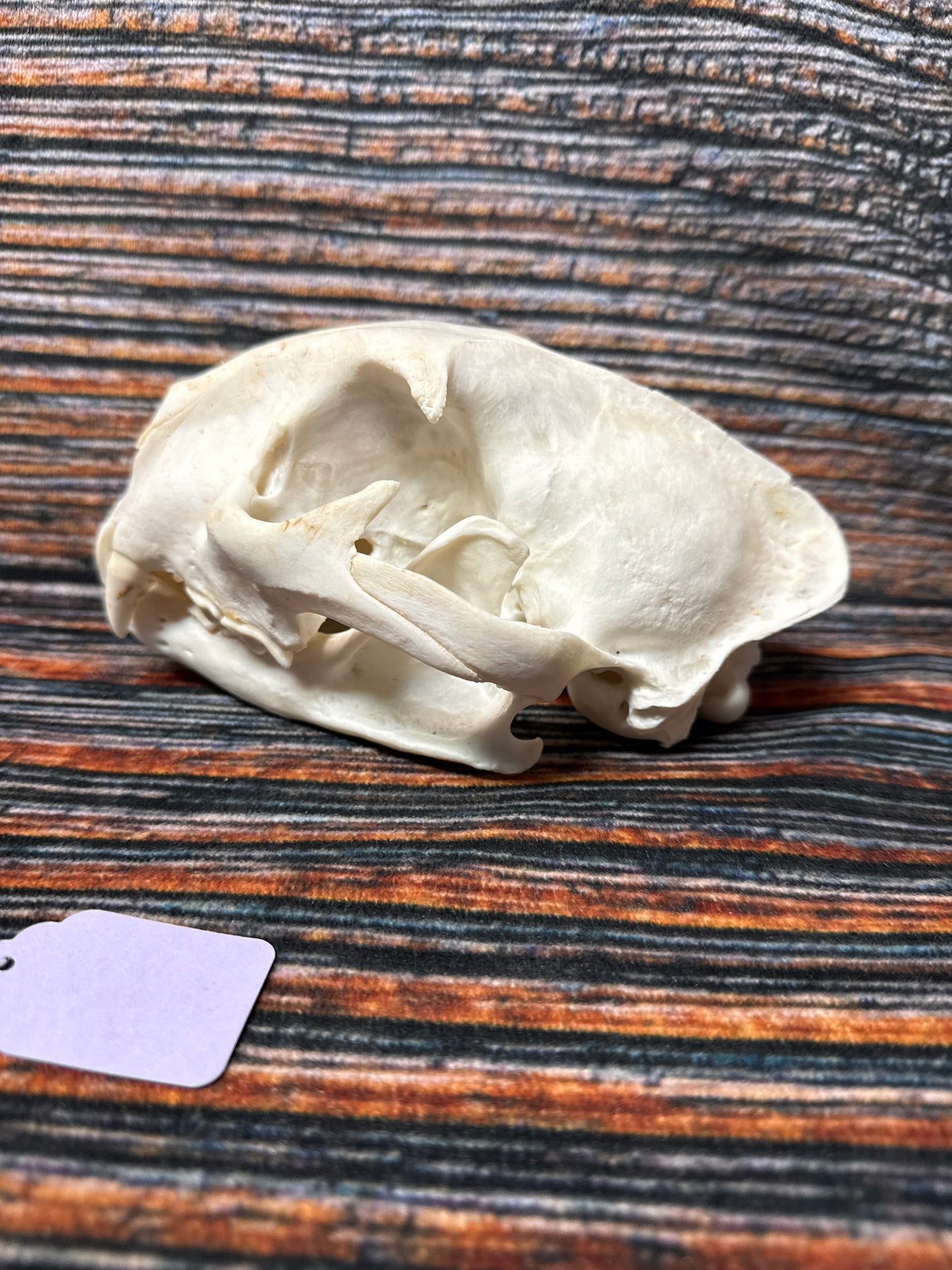 Real Mountain Lion Skull