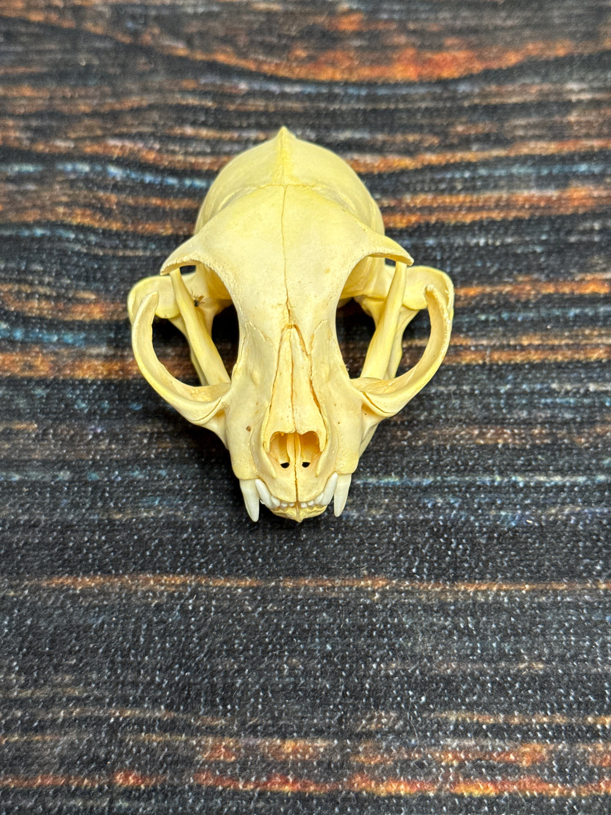 Real Feral Cat Skull, 4-Inch Specimen