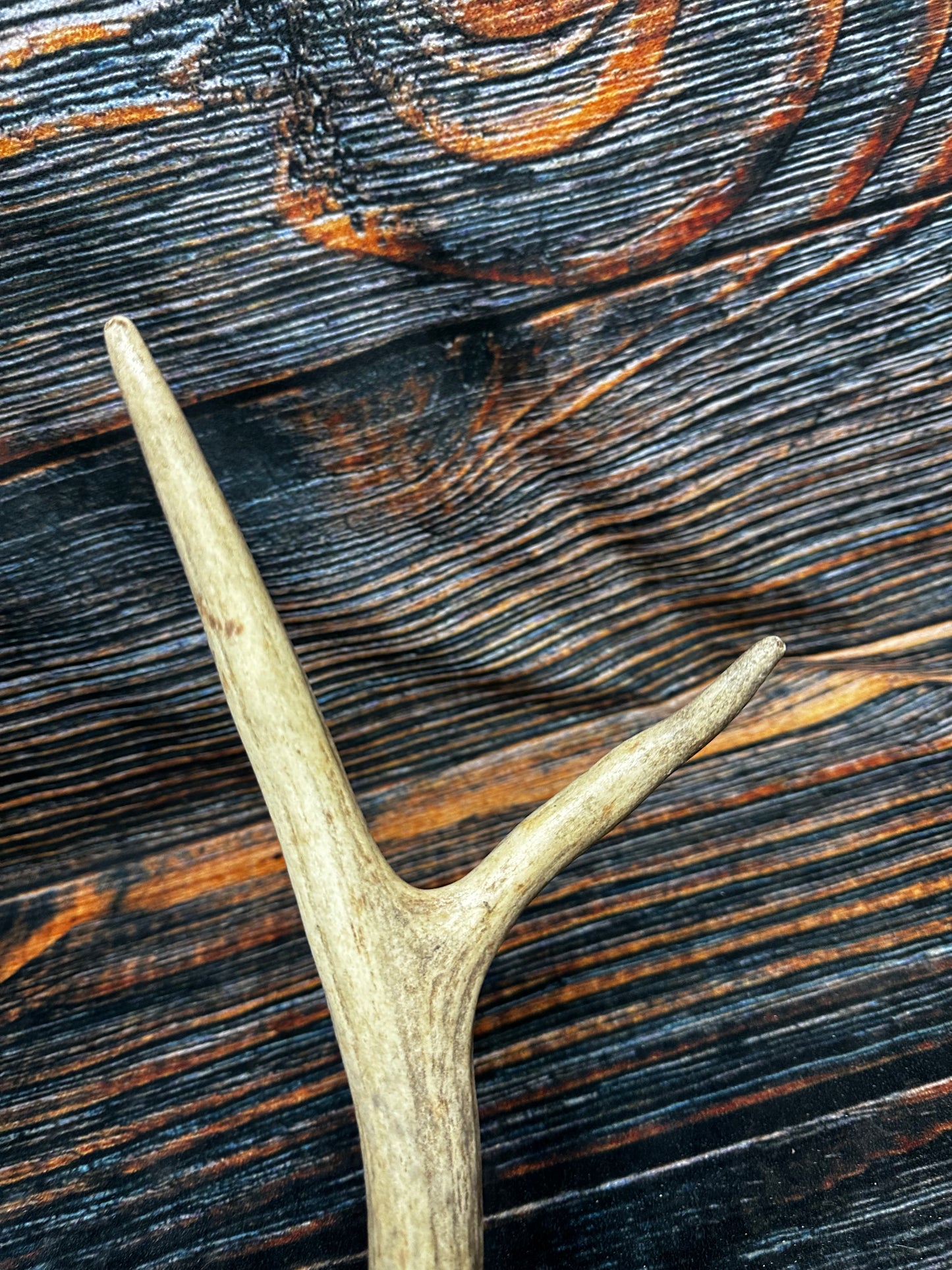 Wild Elk Shed Antler Horn Unique Christmas Gift art craft yard wedding decoration Halloween she shed man cave western animal self standing