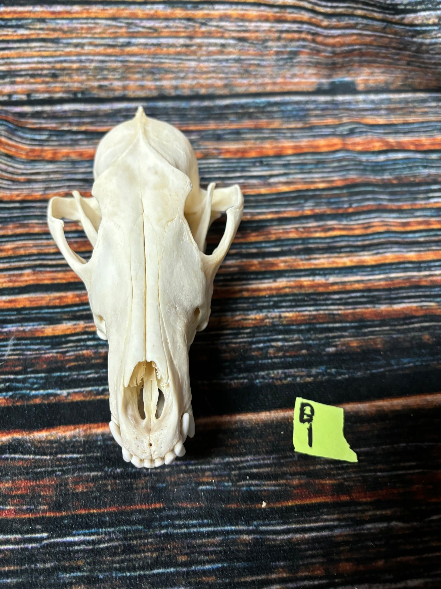 XL COYOTE SKULL