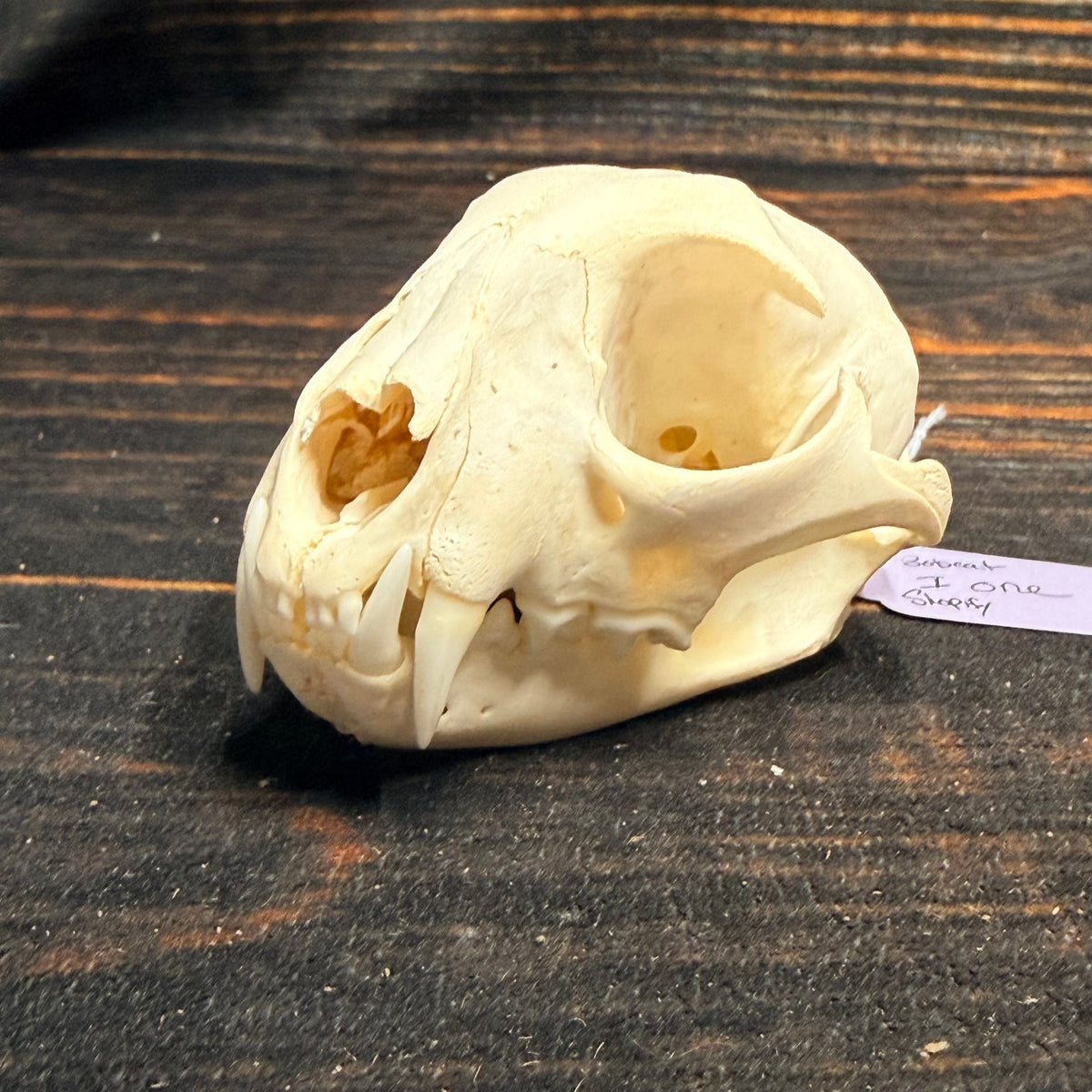 Real XL American Bobcat Skull Animal Mount Christmas Gifts Man cave Cabin Western Decor Craft Taxidermy Art craft head Voodoo hoodoo