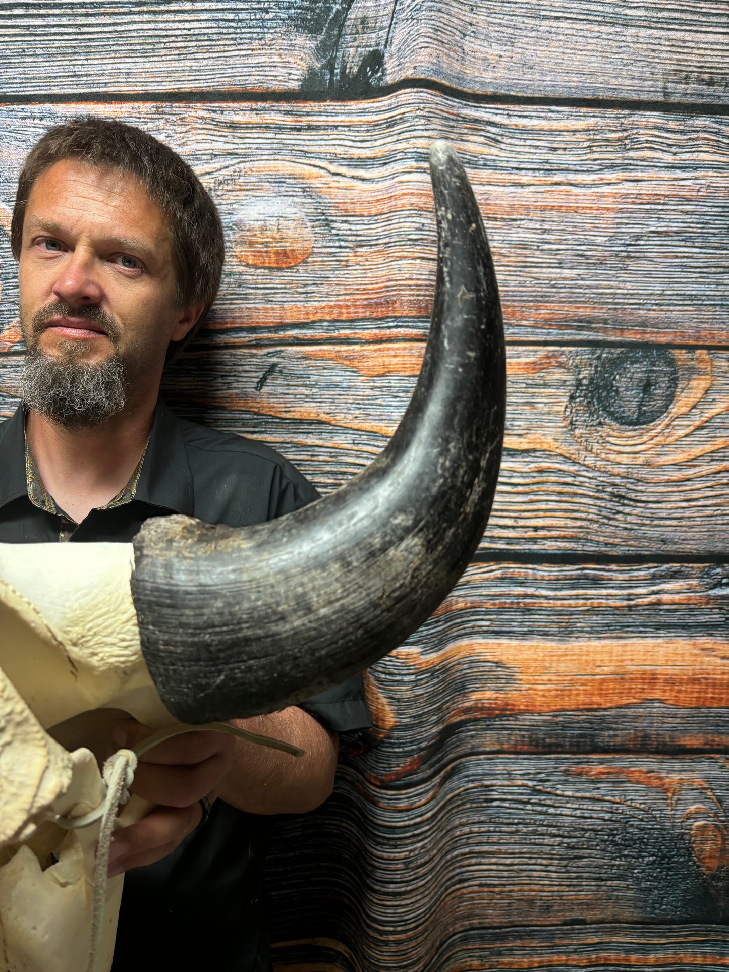 Real American Bison Buffalo Skull