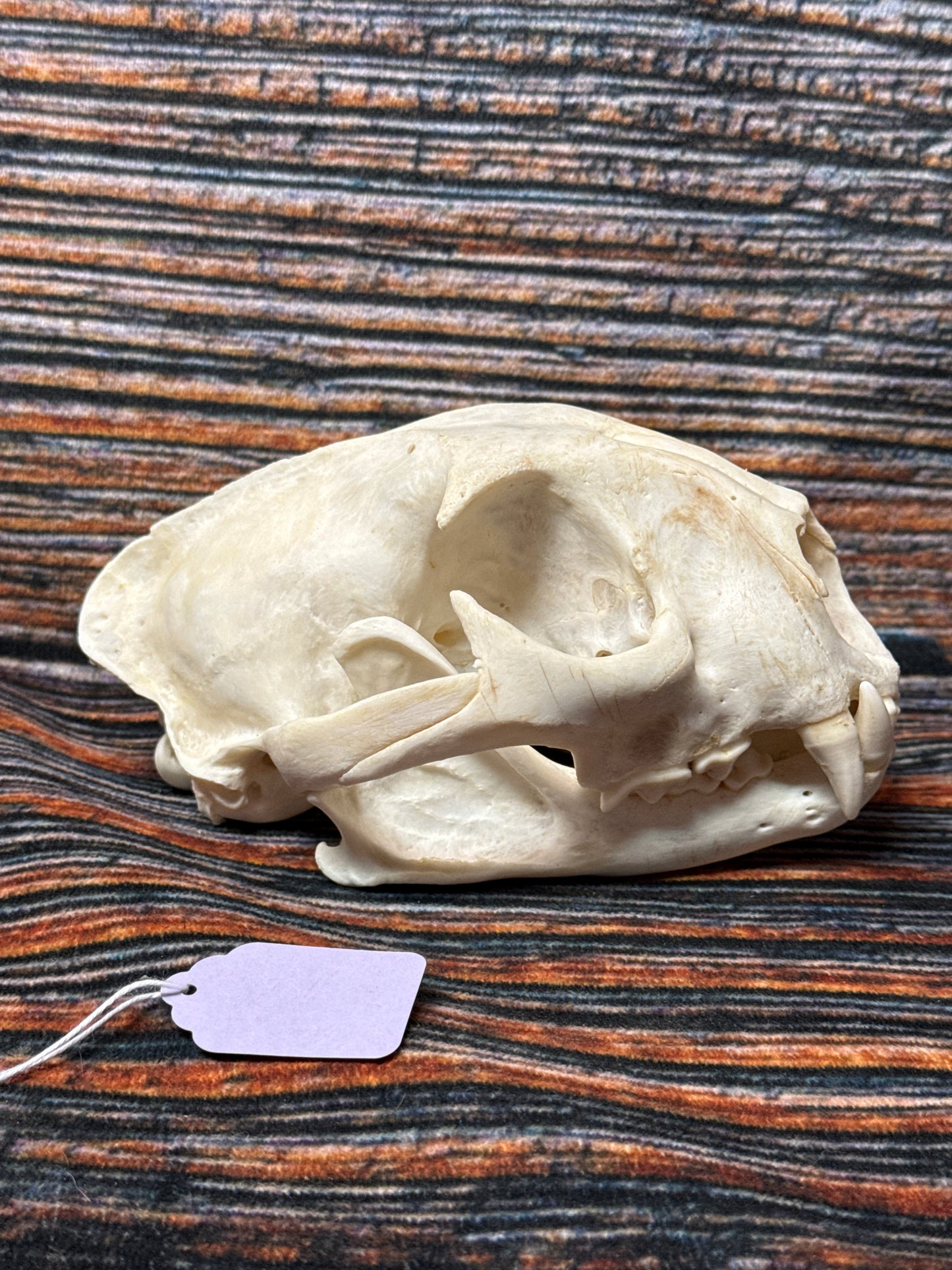 Real Mountain Lion Skull