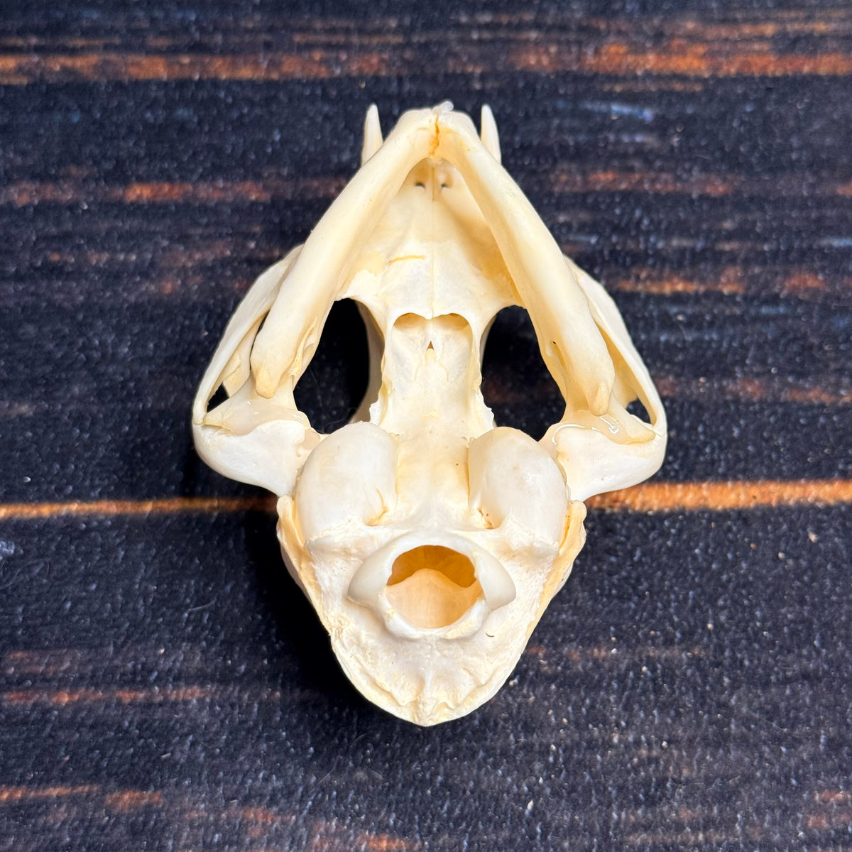 Real Feral Cat Skull, 4-Inch Specimen