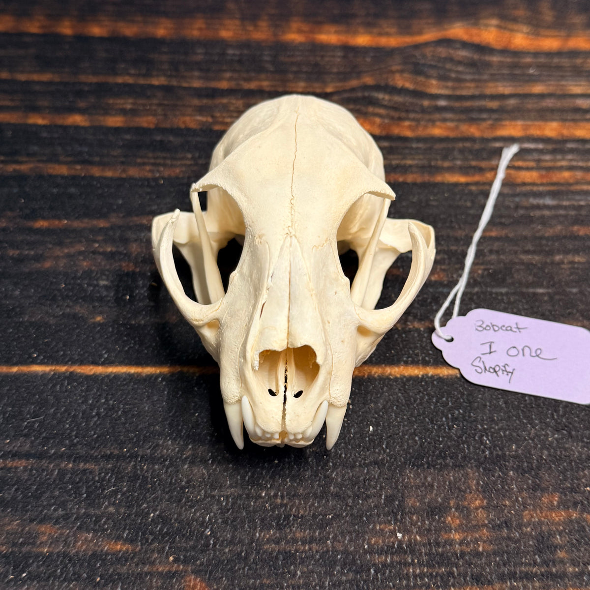 Real XL American Bobcat Skull Animal Mount Christmas Gifts Man cave Cabin Western Decor Craft Taxidermy Art craft head Voodoo hoodoo