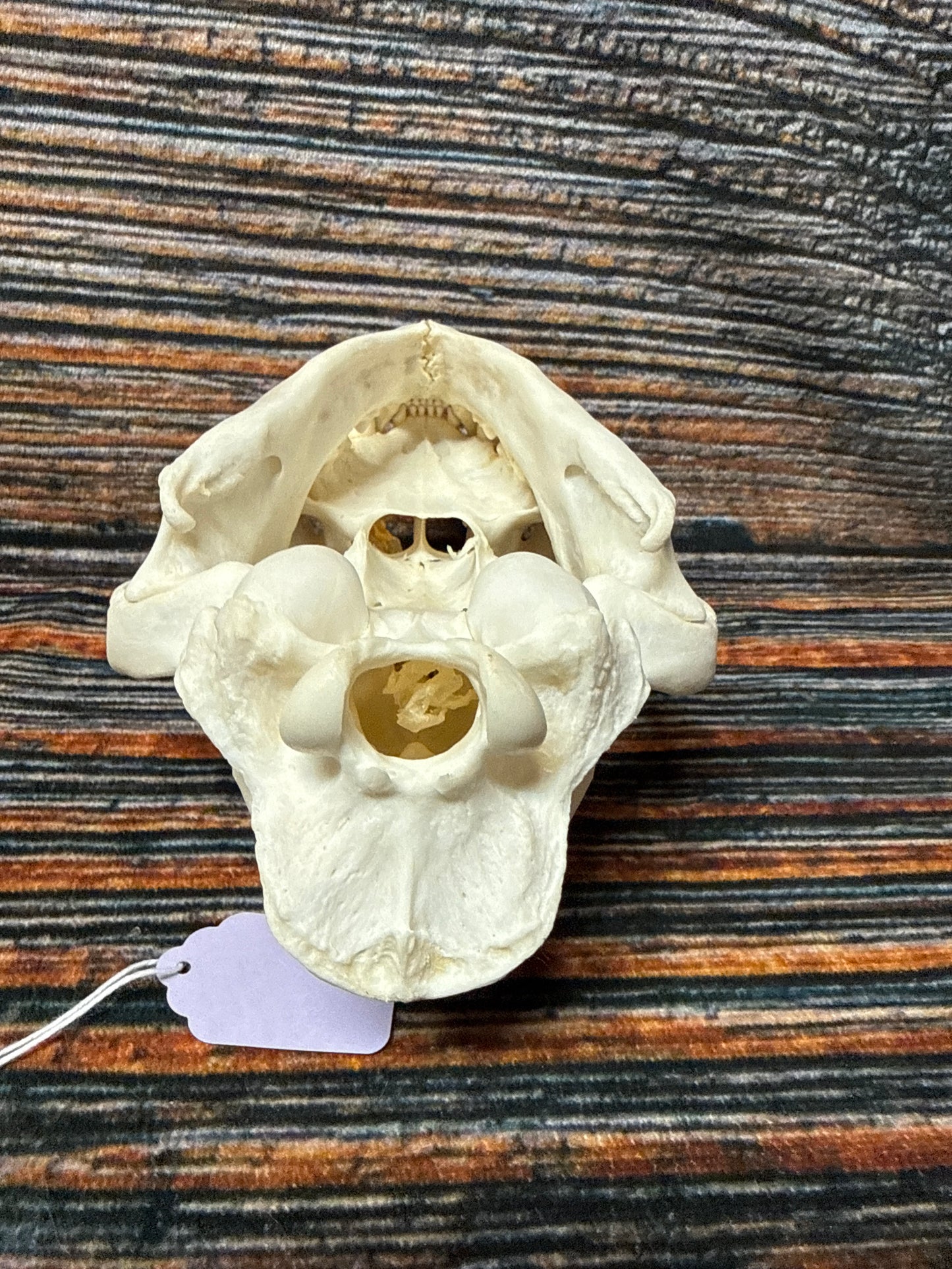Real Mountain Lion Skull