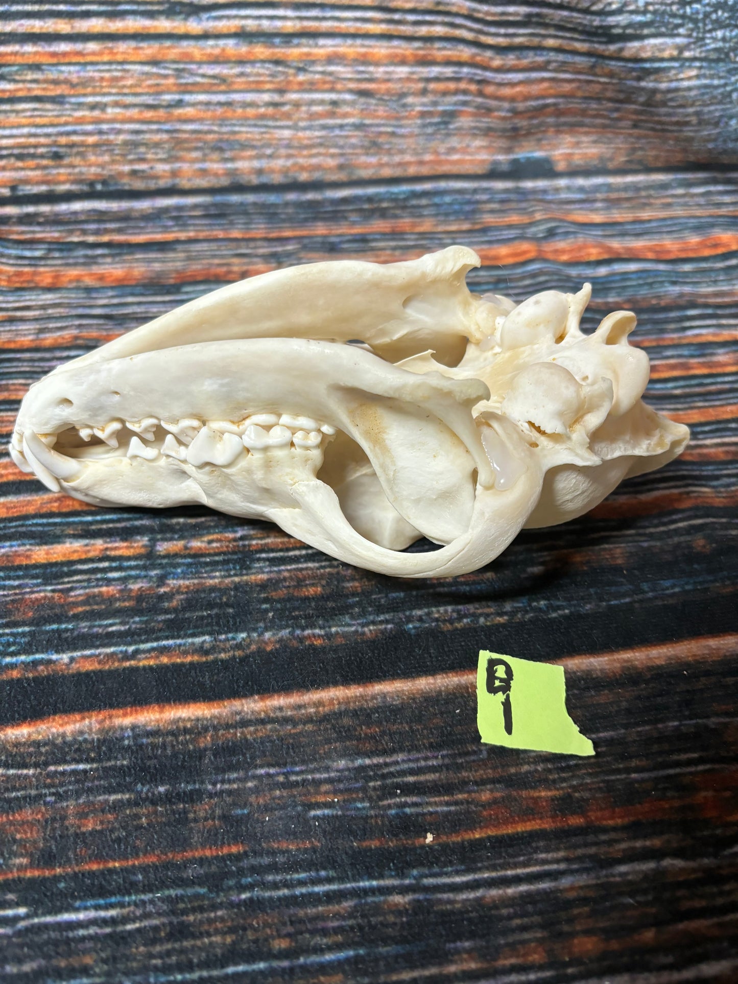 XL COYOTE SKULL