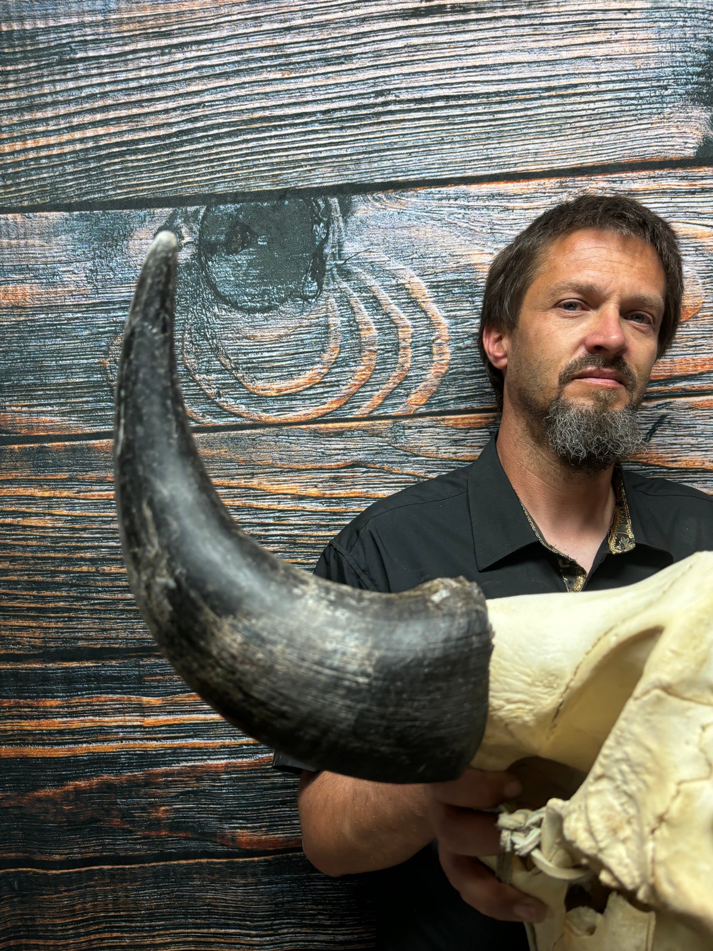 Real American Bison Buffalo Skull