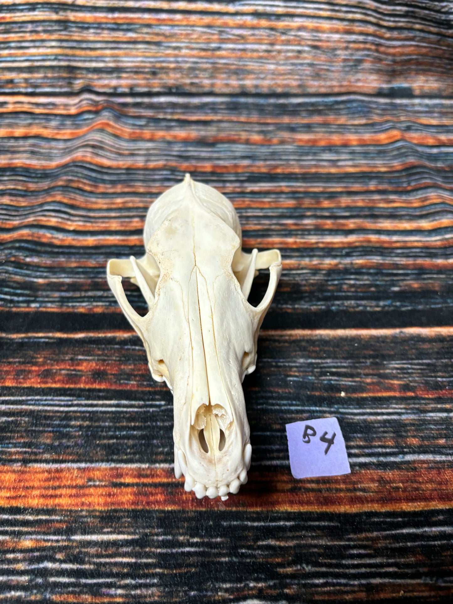 XL COYOTE SKULL