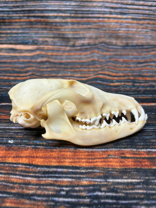 Real Red Fox Skull