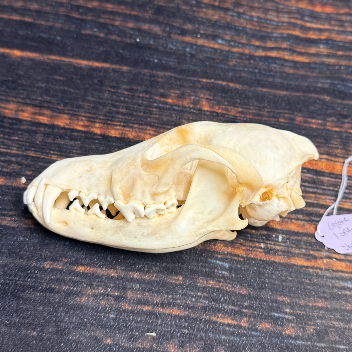 XL COYOTE SKULL