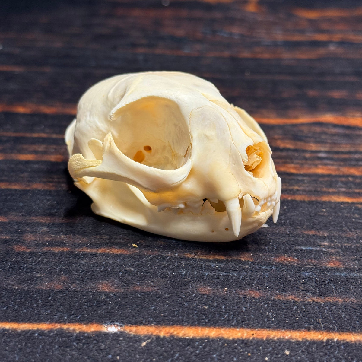 Real Feral Cat Skull, 4-Inch Specimen