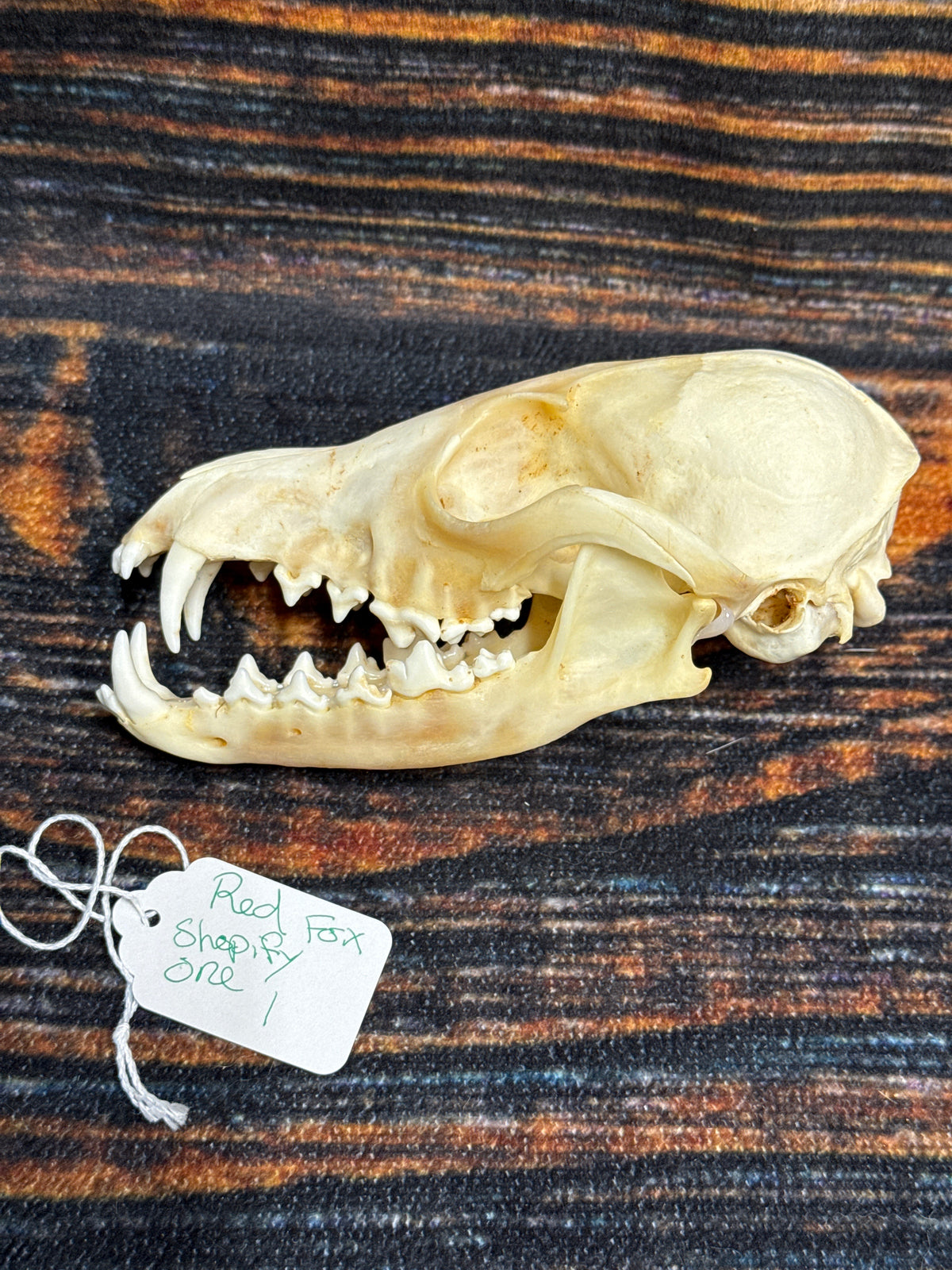 Real Red Fox Skull
