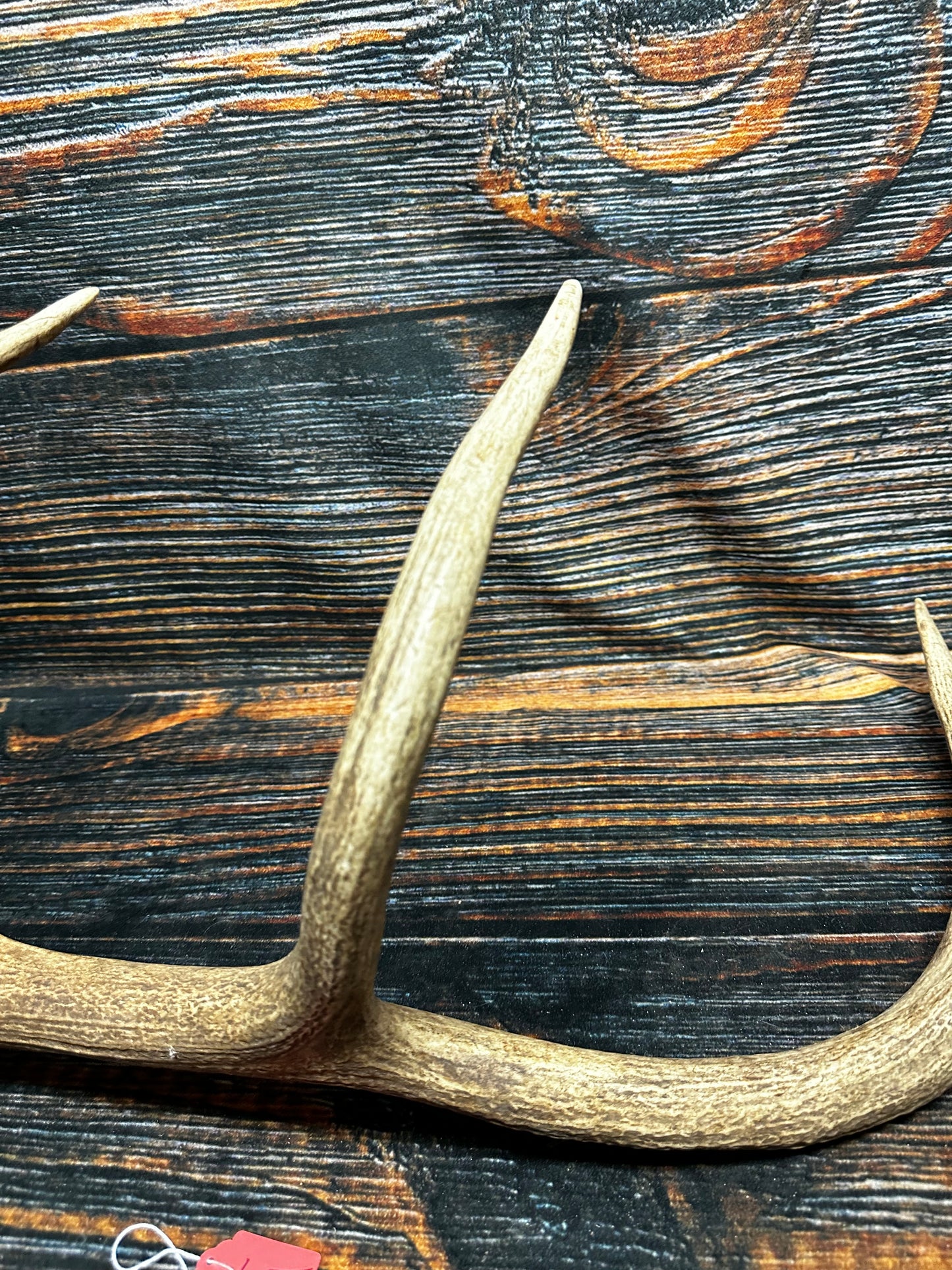 Wild Elk Shed Antler Horn Unique Christmas Gift art craft yard wedding decoration Halloween she shed man cave western animal self standing