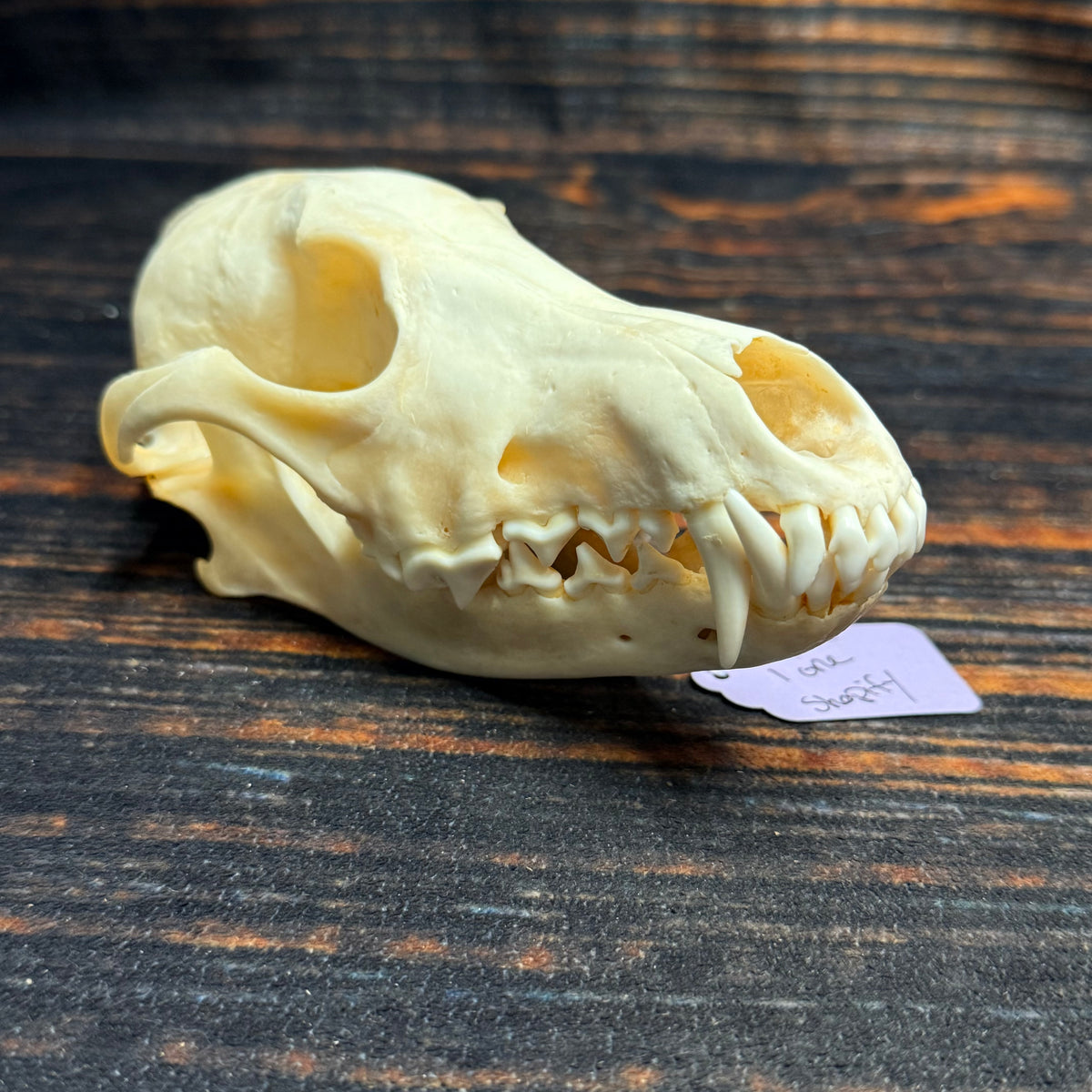XL COYOTE SKULL
