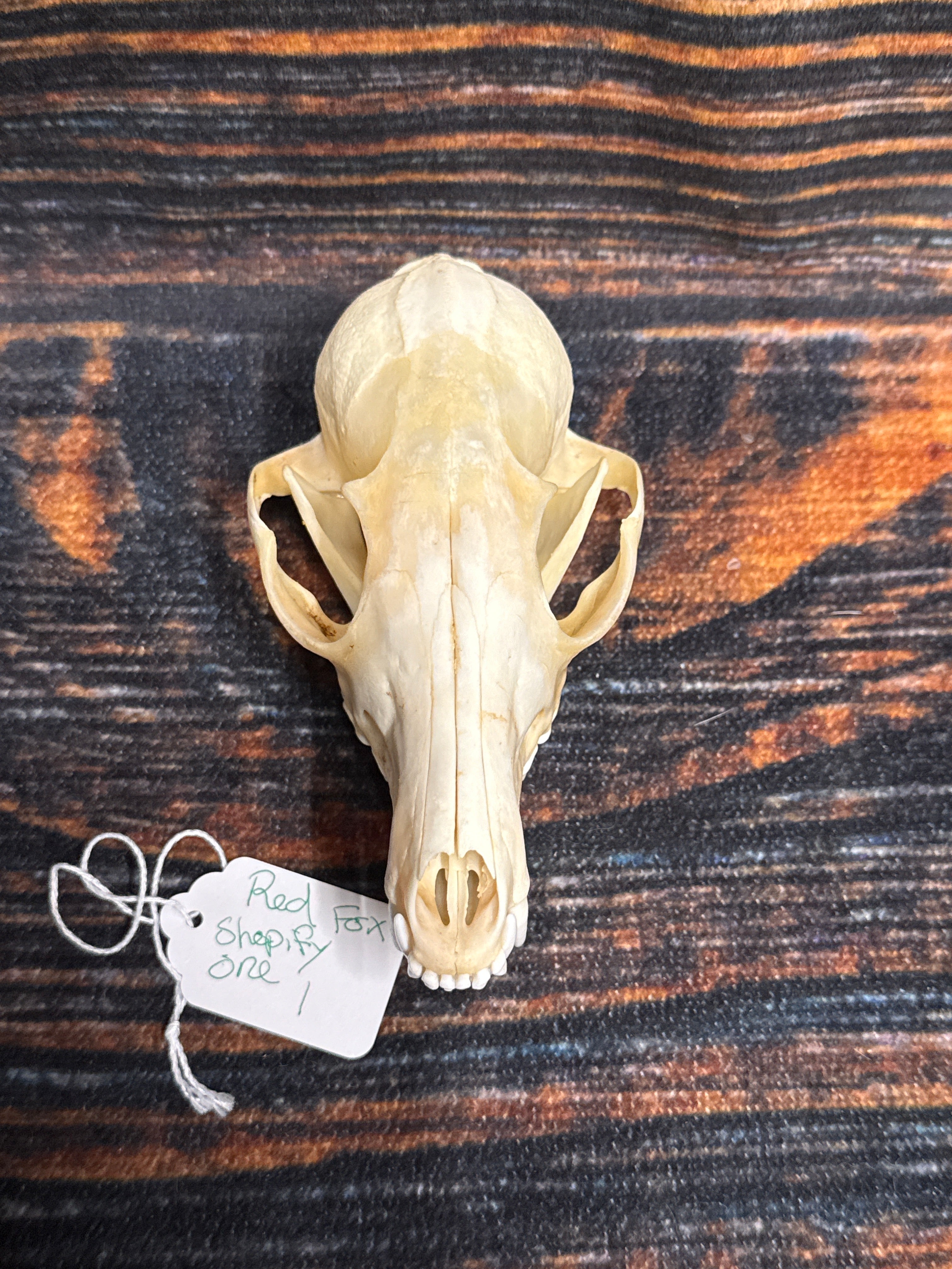 Real Red Fox Skull – Doug'sOddsNEnds