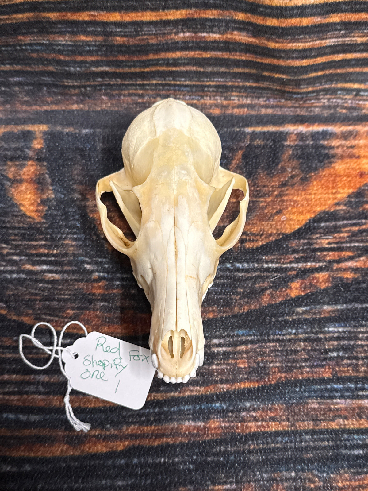 Real Red Fox Skull
