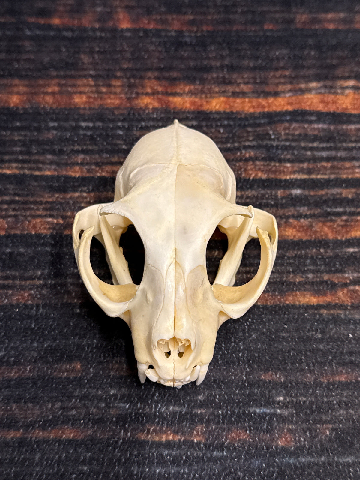 Real Feral Cat Skull, 4-Inch Specimen