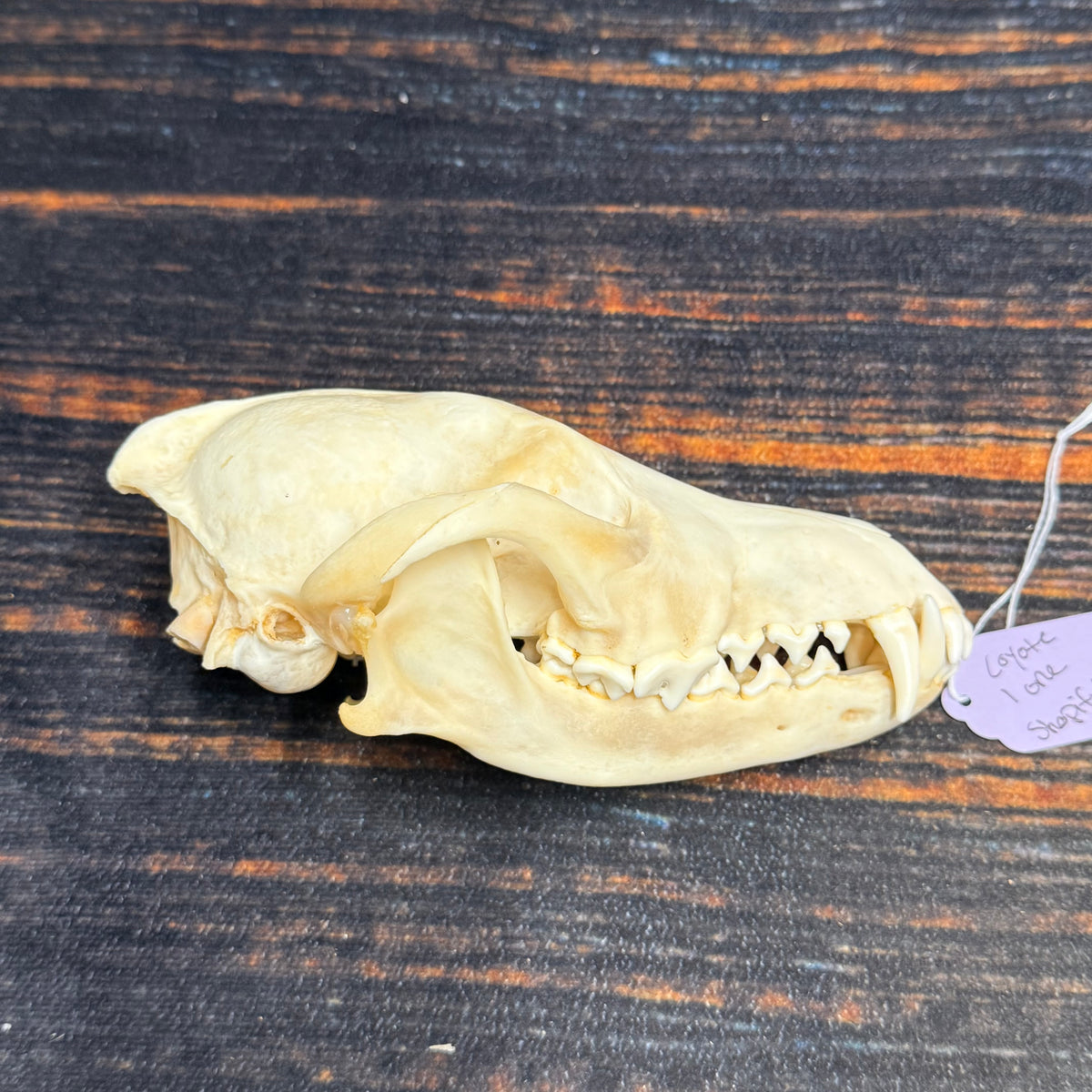 XL COYOTE SKULL