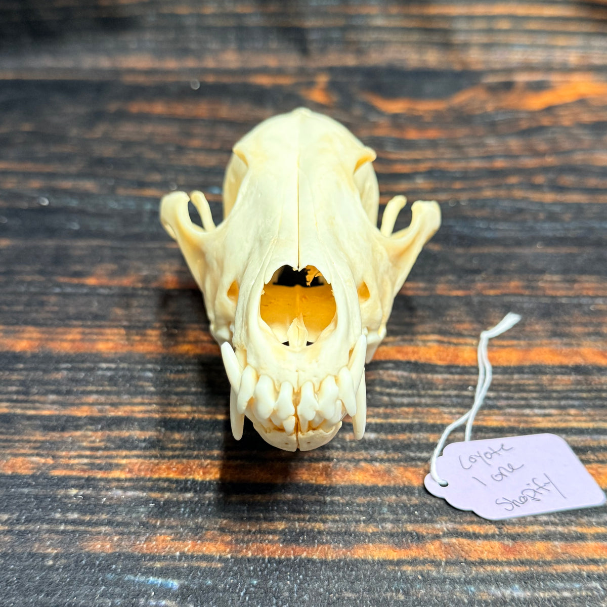 XL COYOTE SKULL
