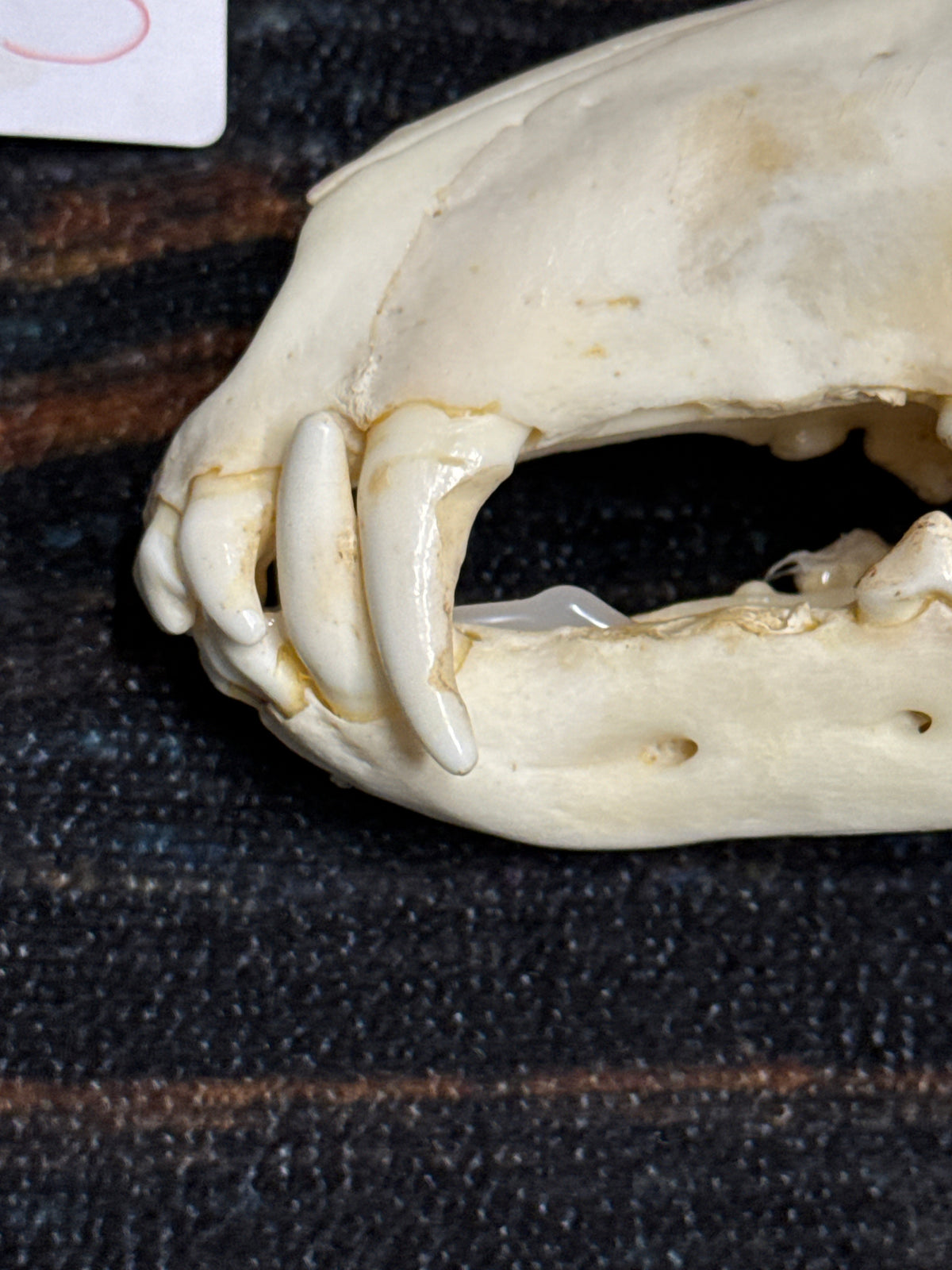 XL COYOTE SKULL