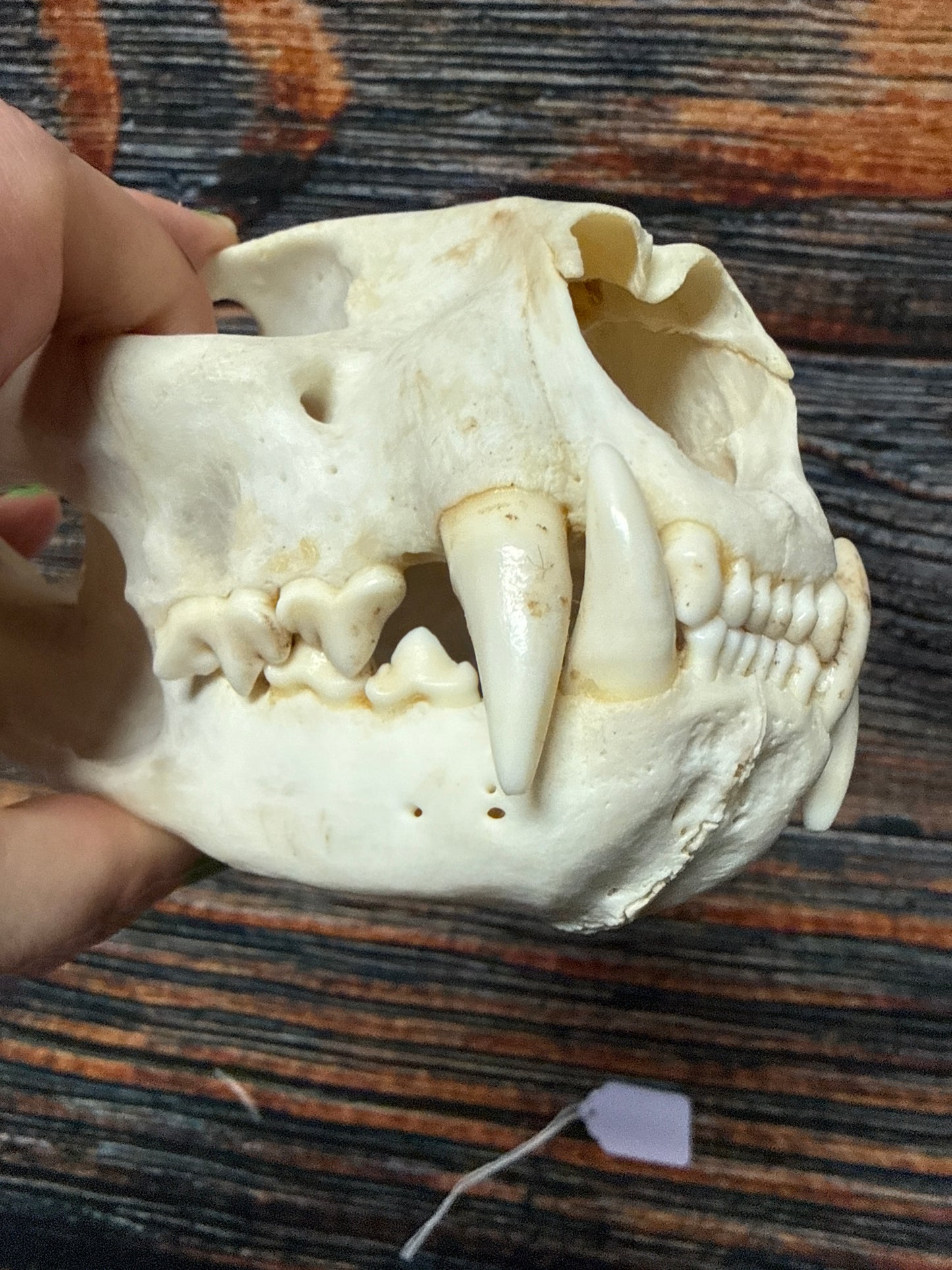 Real Mountain Lion Skull