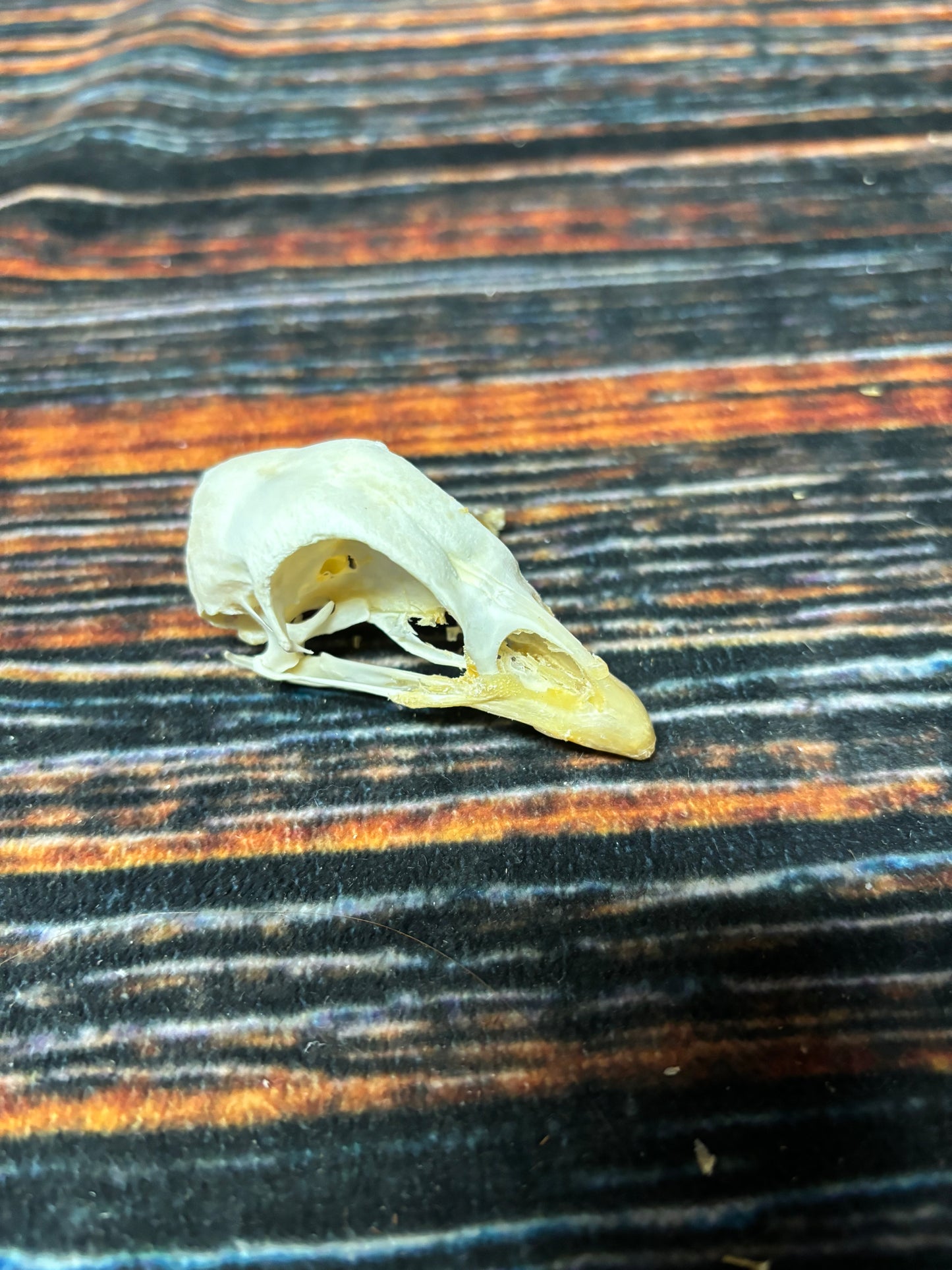 CHICKEN SKULL