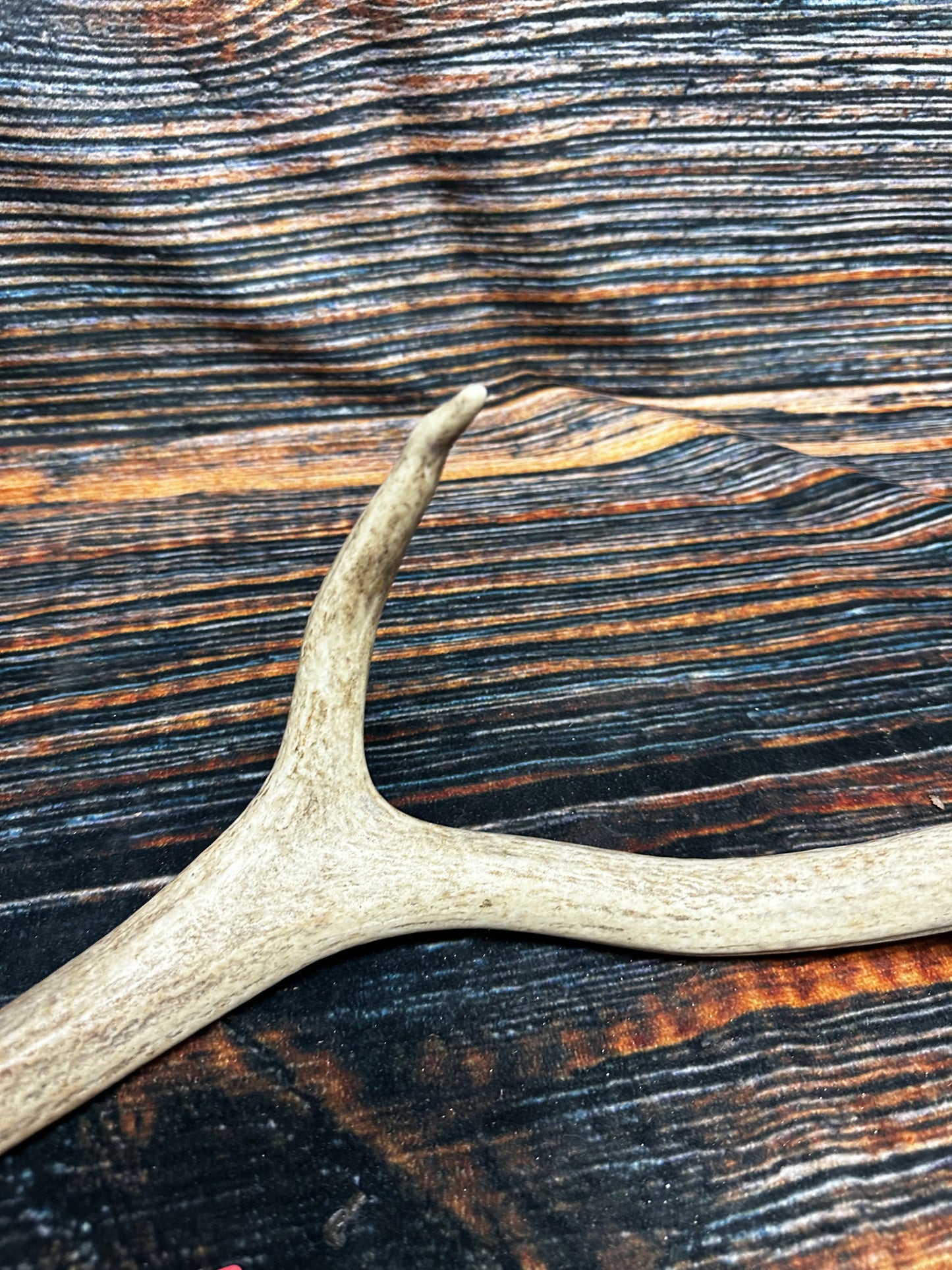 Wild Elk Shed Antler Horn Unique Christmas Gift art craft yard wedding decoration Halloween she shed man cave western animal self standing