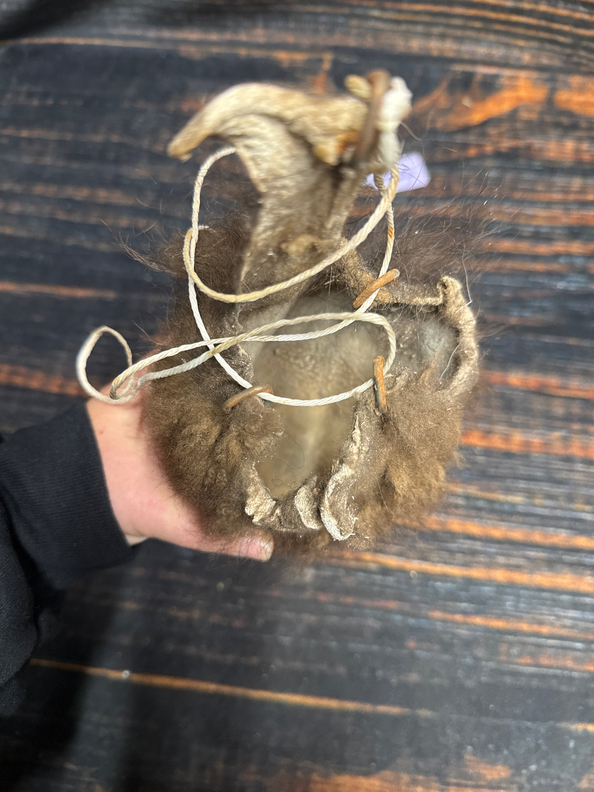 Buffalo scrotum real Bison Ball bag oddity nutsack gag gift winter bag art Odd man cave cabin decor conversation piece hide nut sack rare (Copy 3)