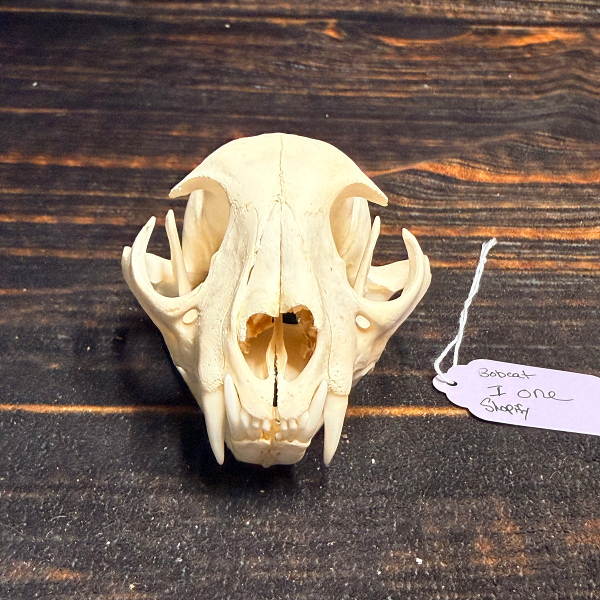 Real XL American Bobcat Skull Animal Mount Christmas Gifts Man cave Cabin Western Decor Craft Taxidermy Art craft head Voodoo hoodoo