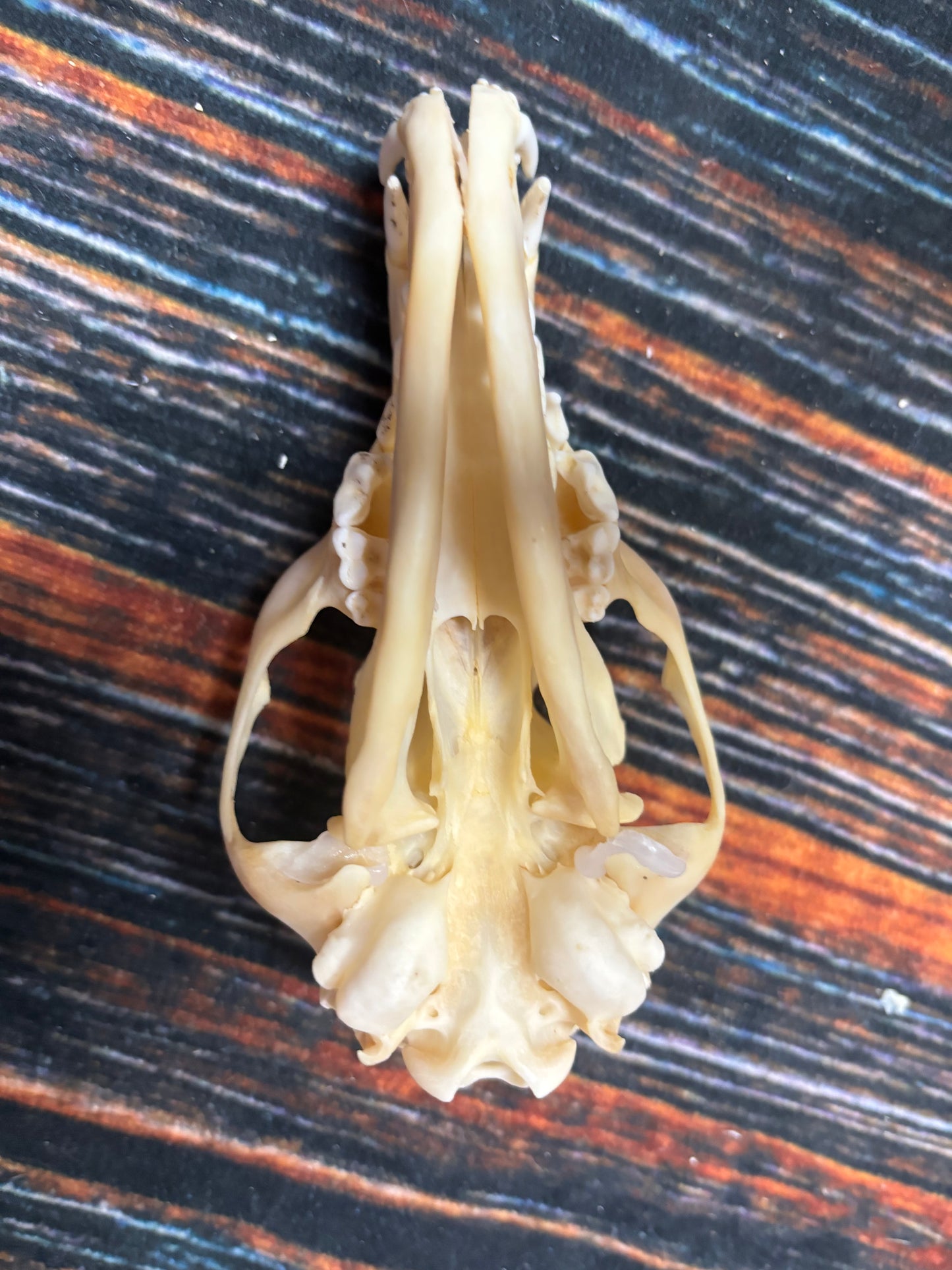 Real Red Fox Skull