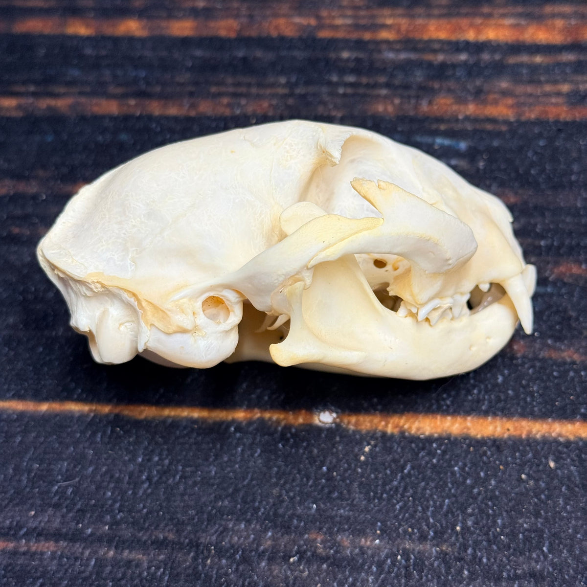 Real Feral Cat Skull, 4-Inch Specimen