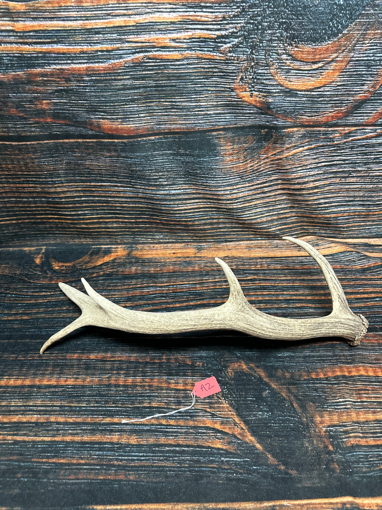 Wild Elk Shed Antler Horn Unique Christmas Gift art craft yard wedding decoration Halloween she shed man cave western animal self standing