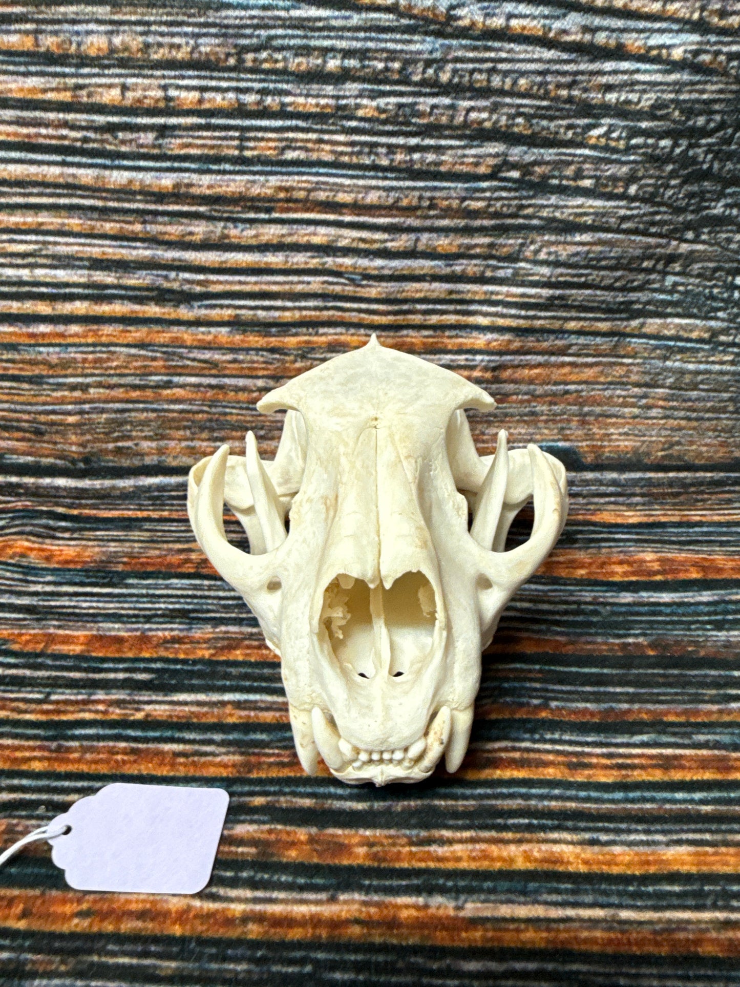 Real Mountain Lion Skull