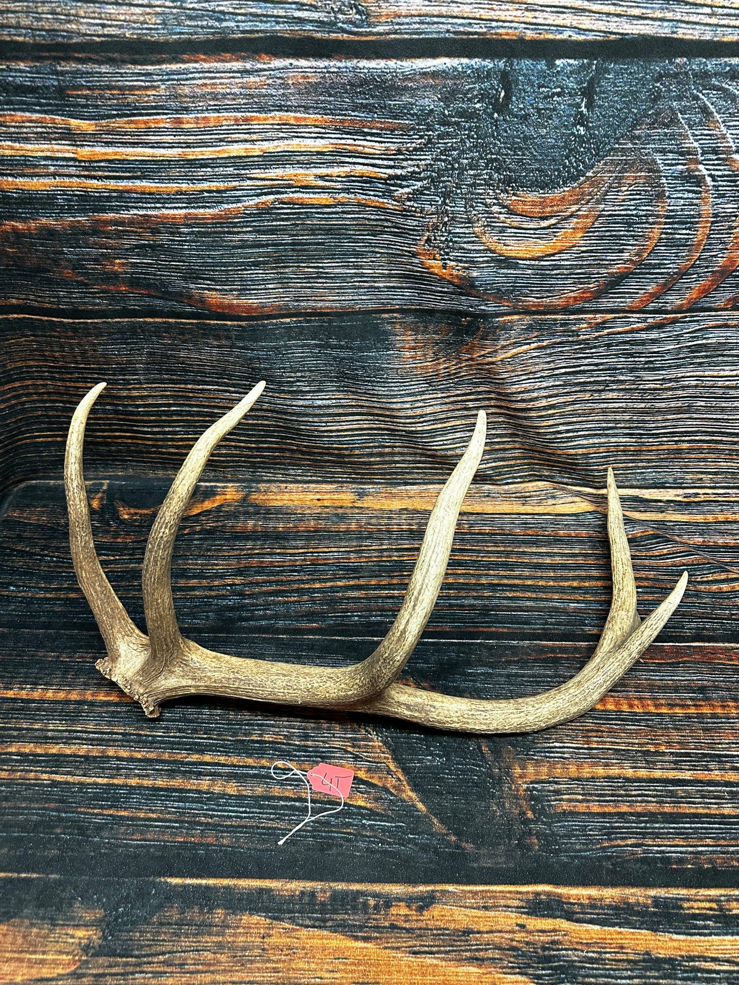 Wild Elk Shed Antler Horn Unique Christmas Gift art craft yard wedding decoration Halloween she shed man cave western animal self standing