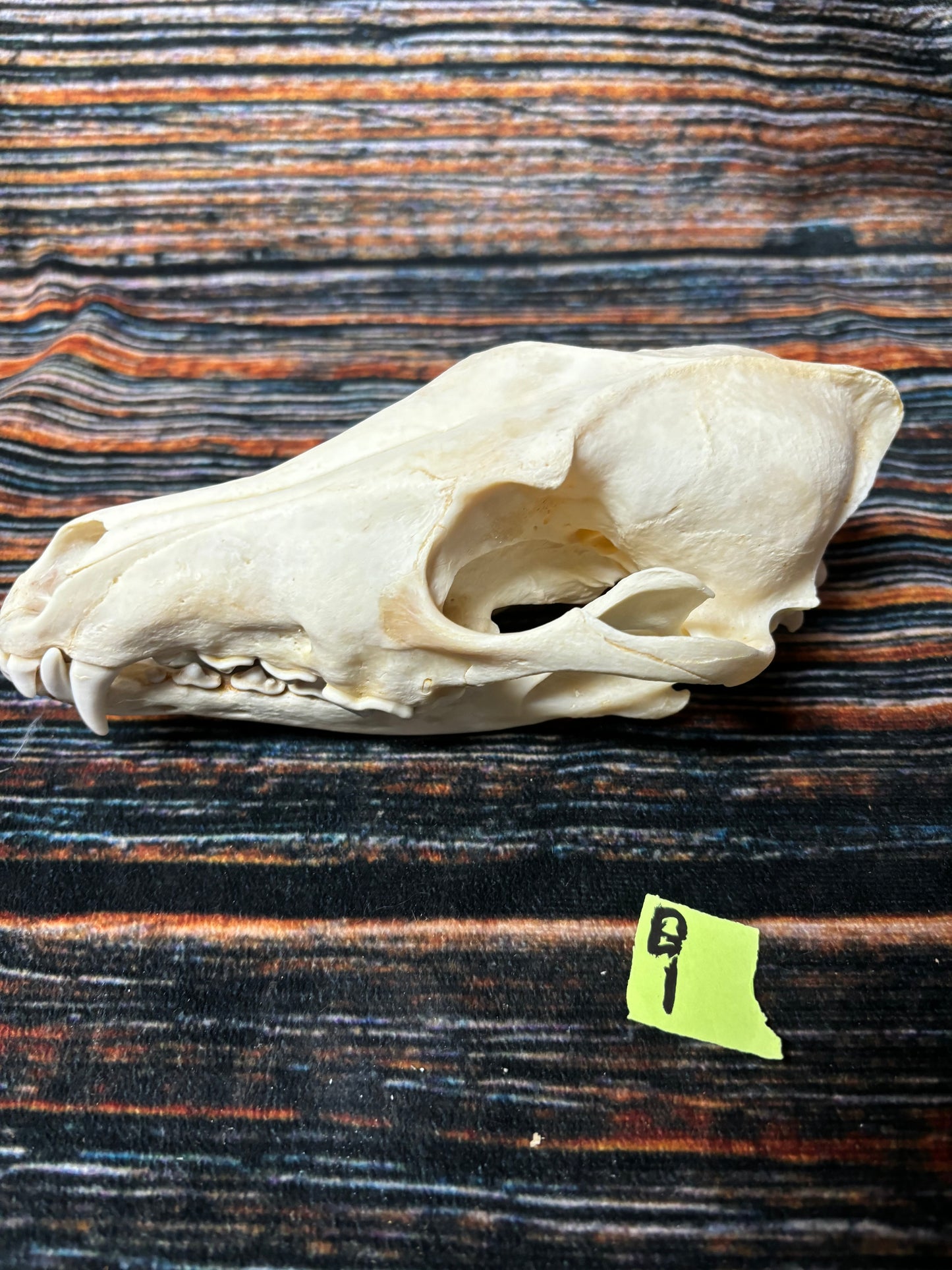 XL COYOTE SKULL