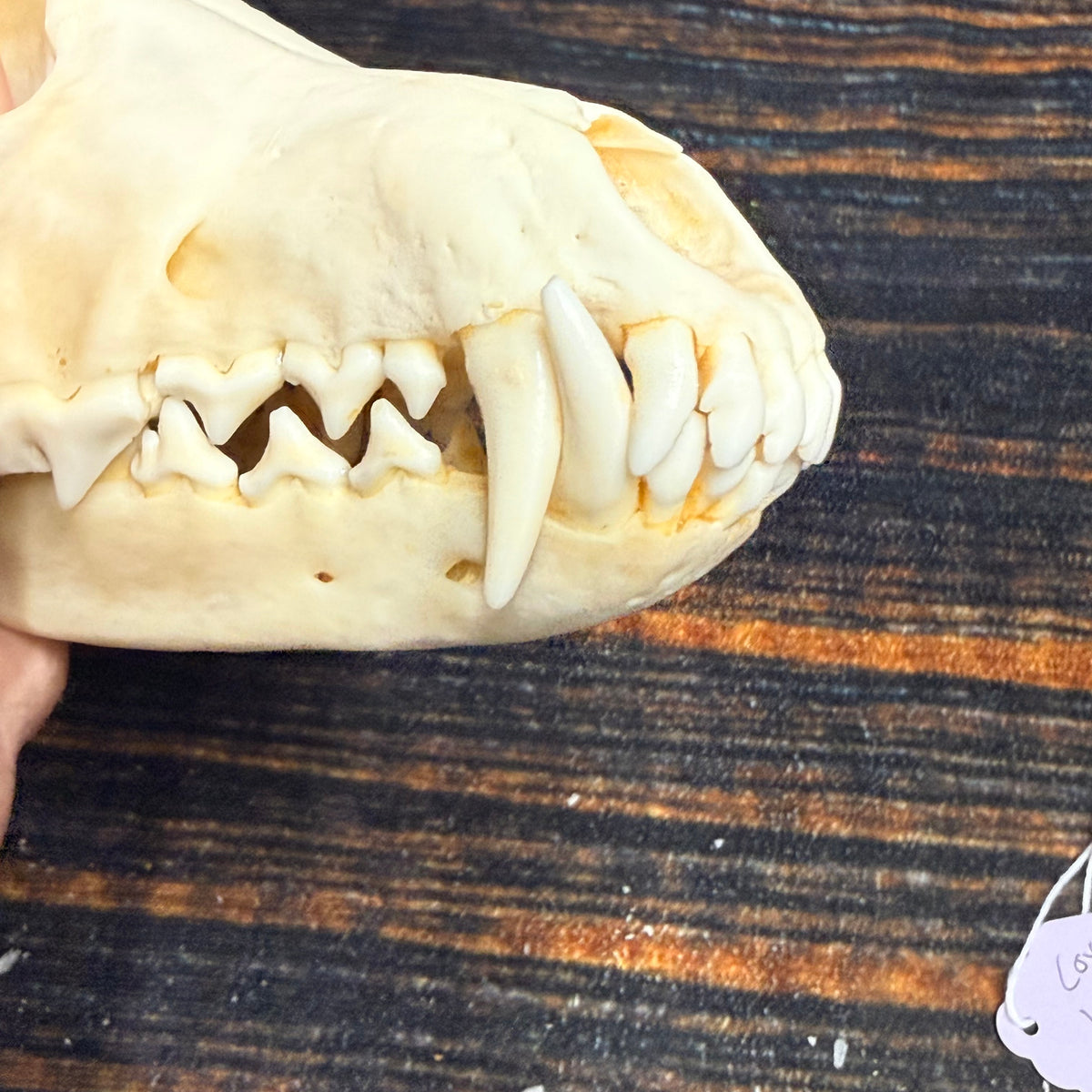 XL COYOTE SKULL