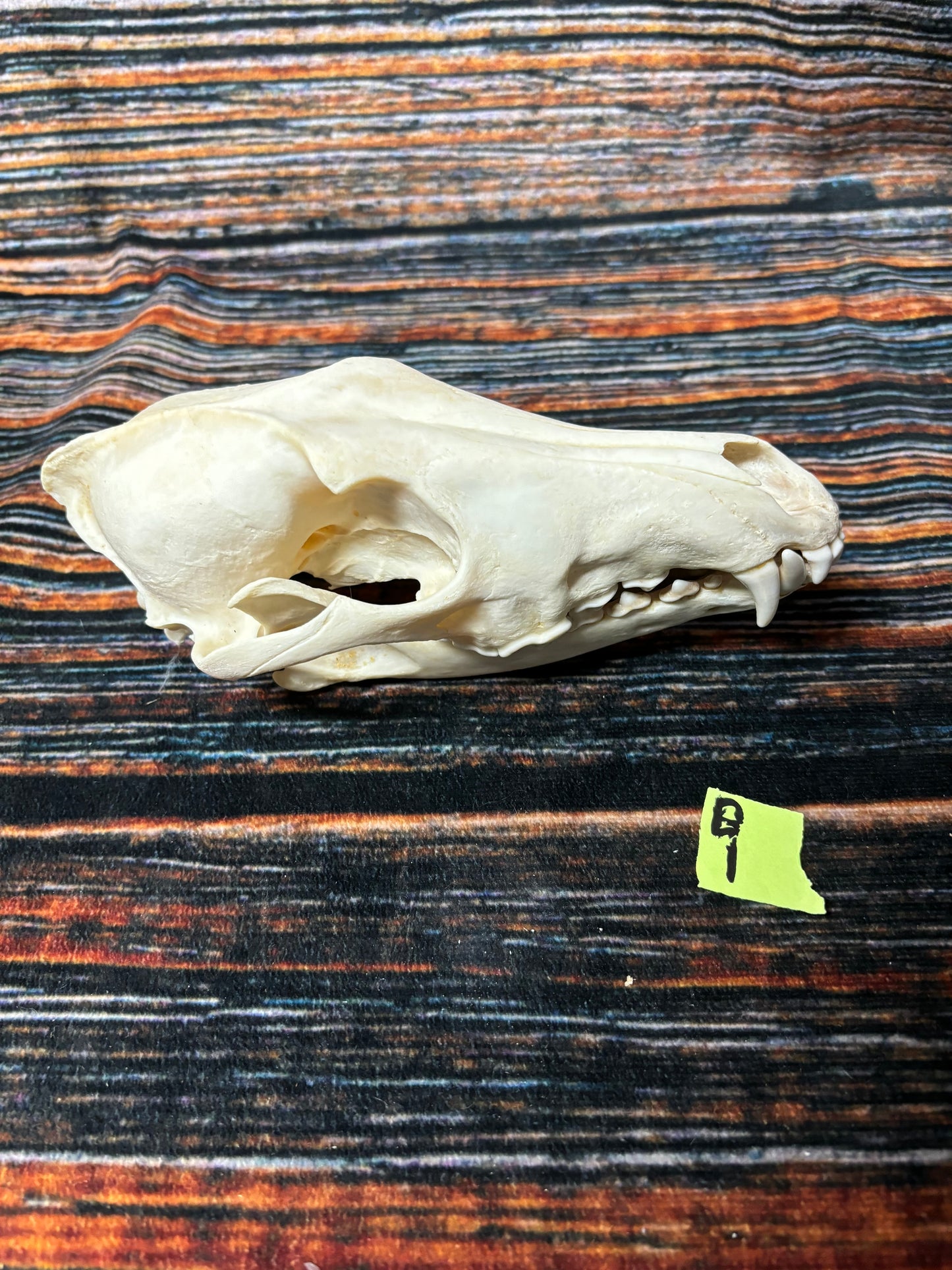 XL COYOTE SKULL