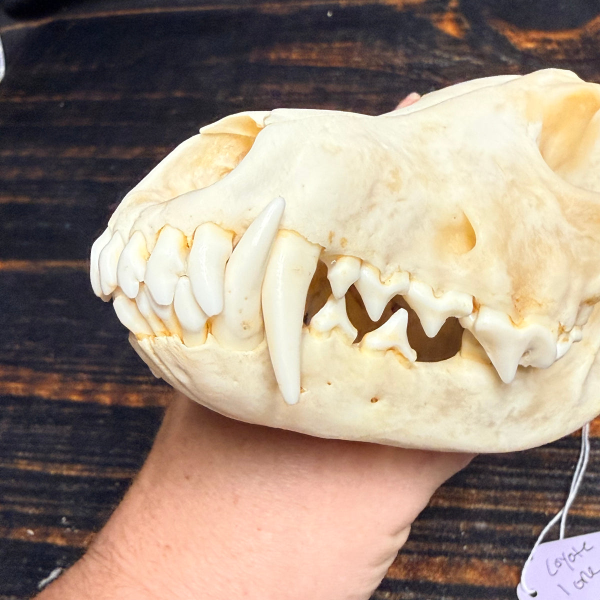 XL COYOTE SKULL