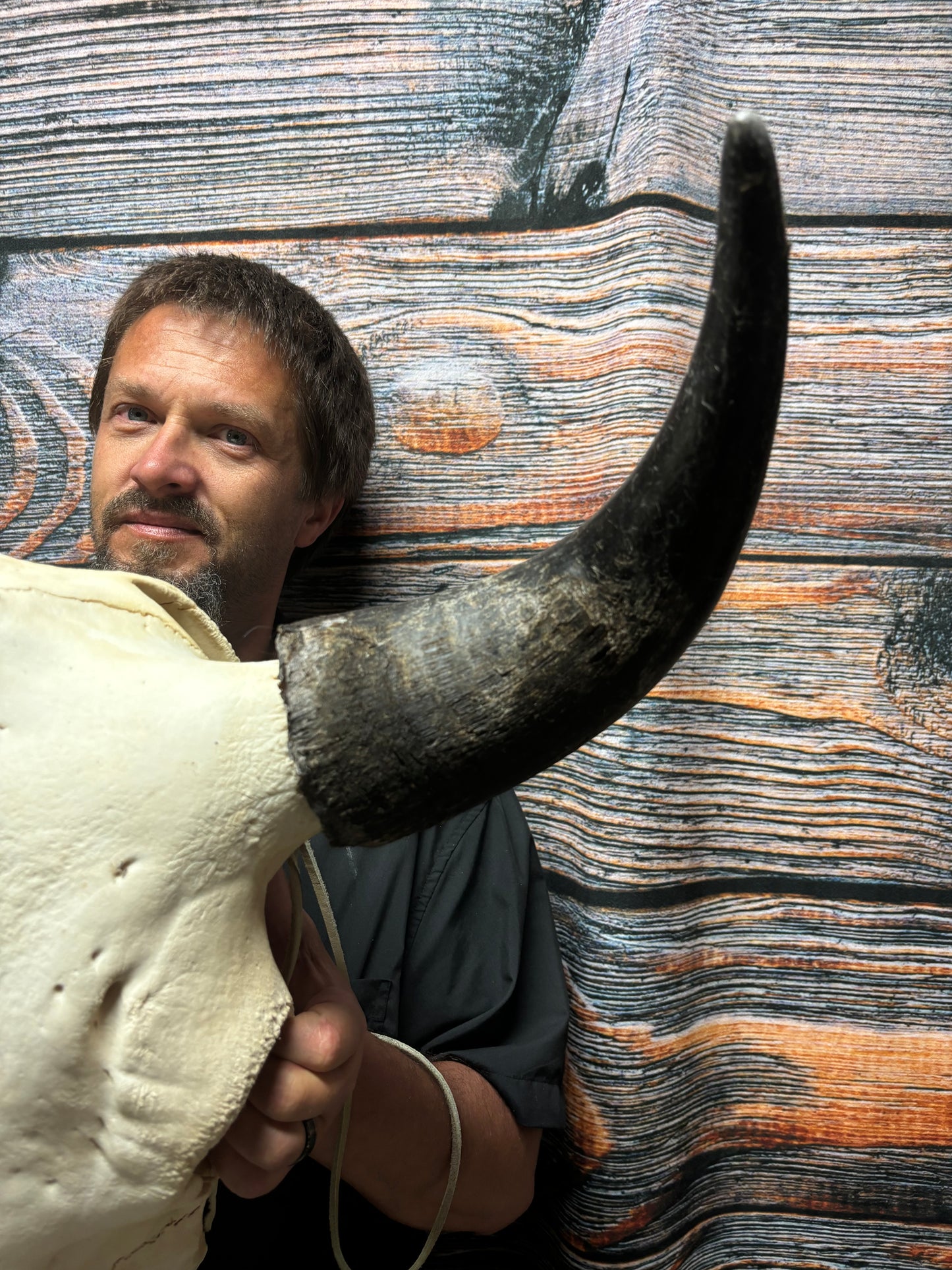 Real American Bison Buffalo Skull