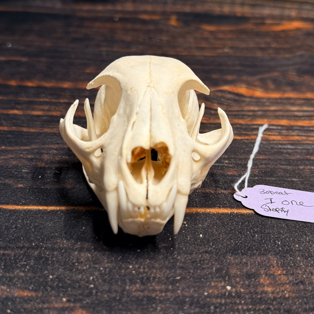 Real XL American Bobcat Skull Animal Mount Christmas Gifts Man cave Cabin Western Decor Craft Taxidermy Art craft head Voodoo hoodoo