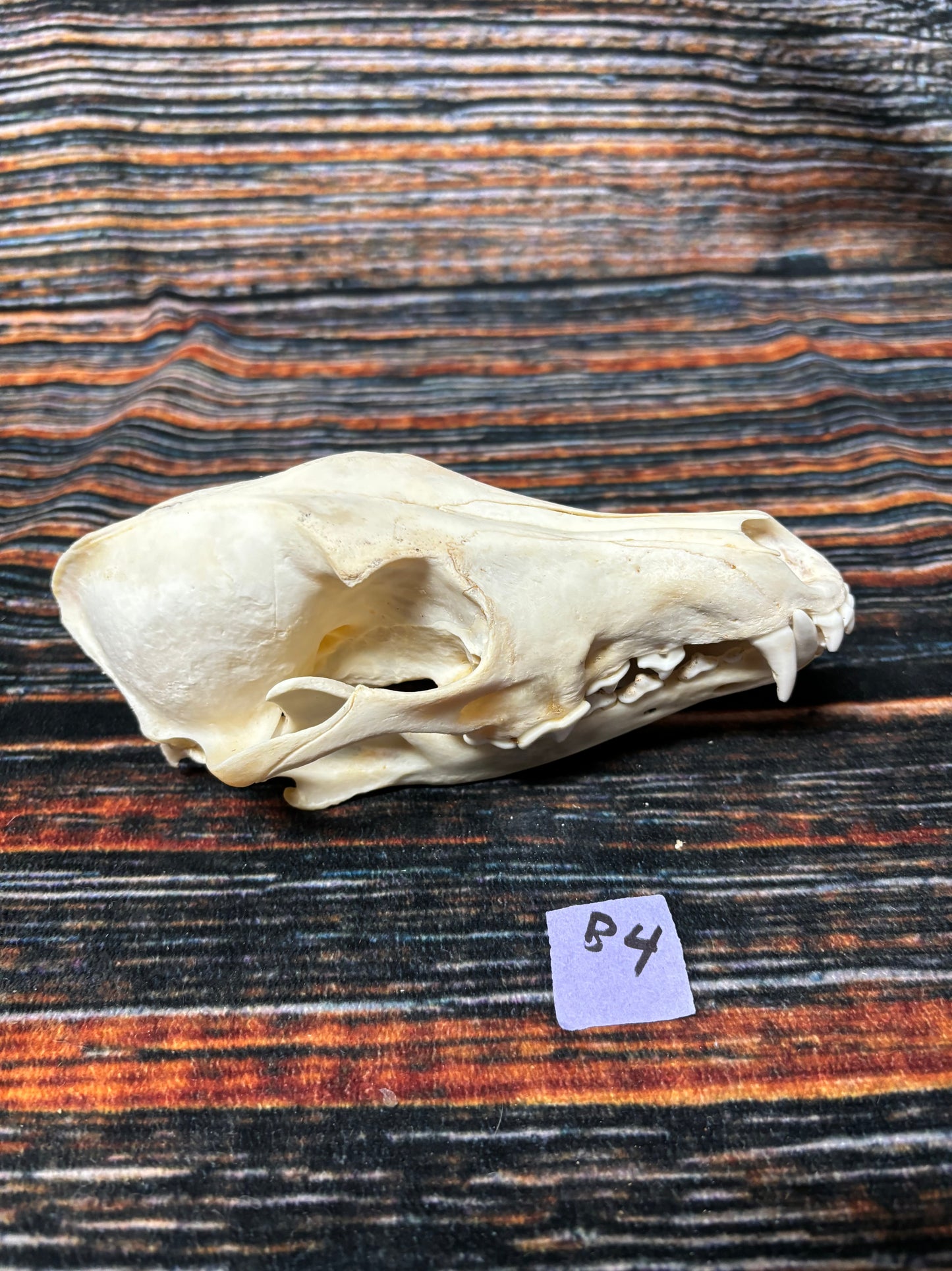 XL COYOTE SKULL