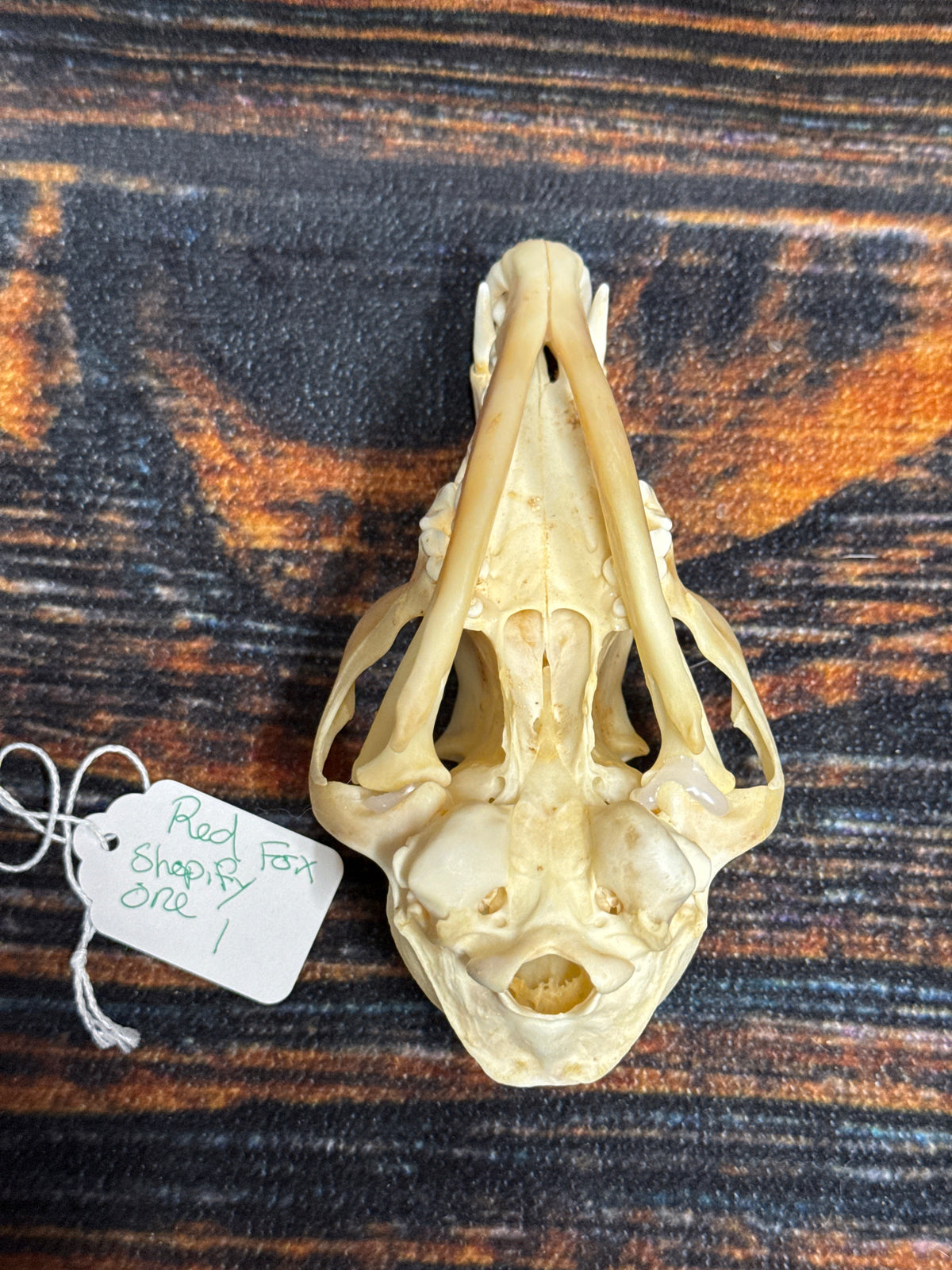 Real Red Fox Skull