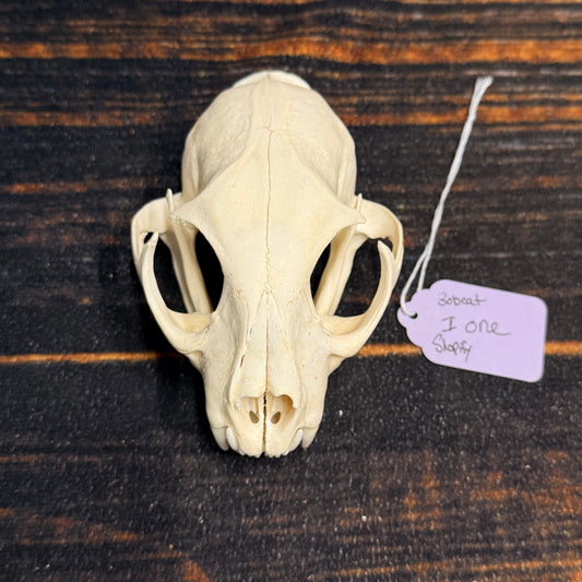 Real XL American Bobcat Skull Animal Mount Christmas Gifts Man cave Cabin Western Decor Craft Taxidermy Art craft head Voodoo hoodoo