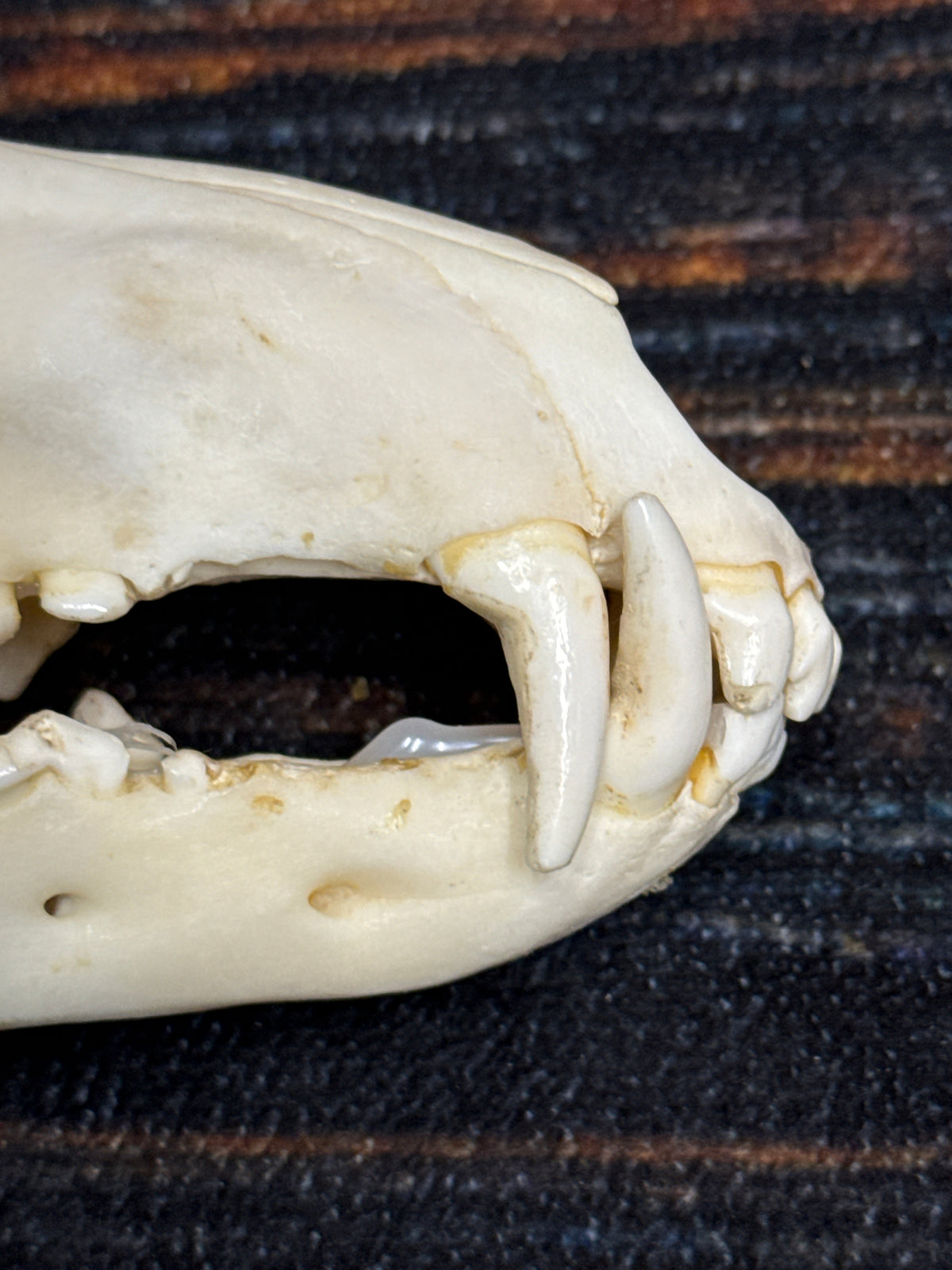 XL COYOTE SKULL