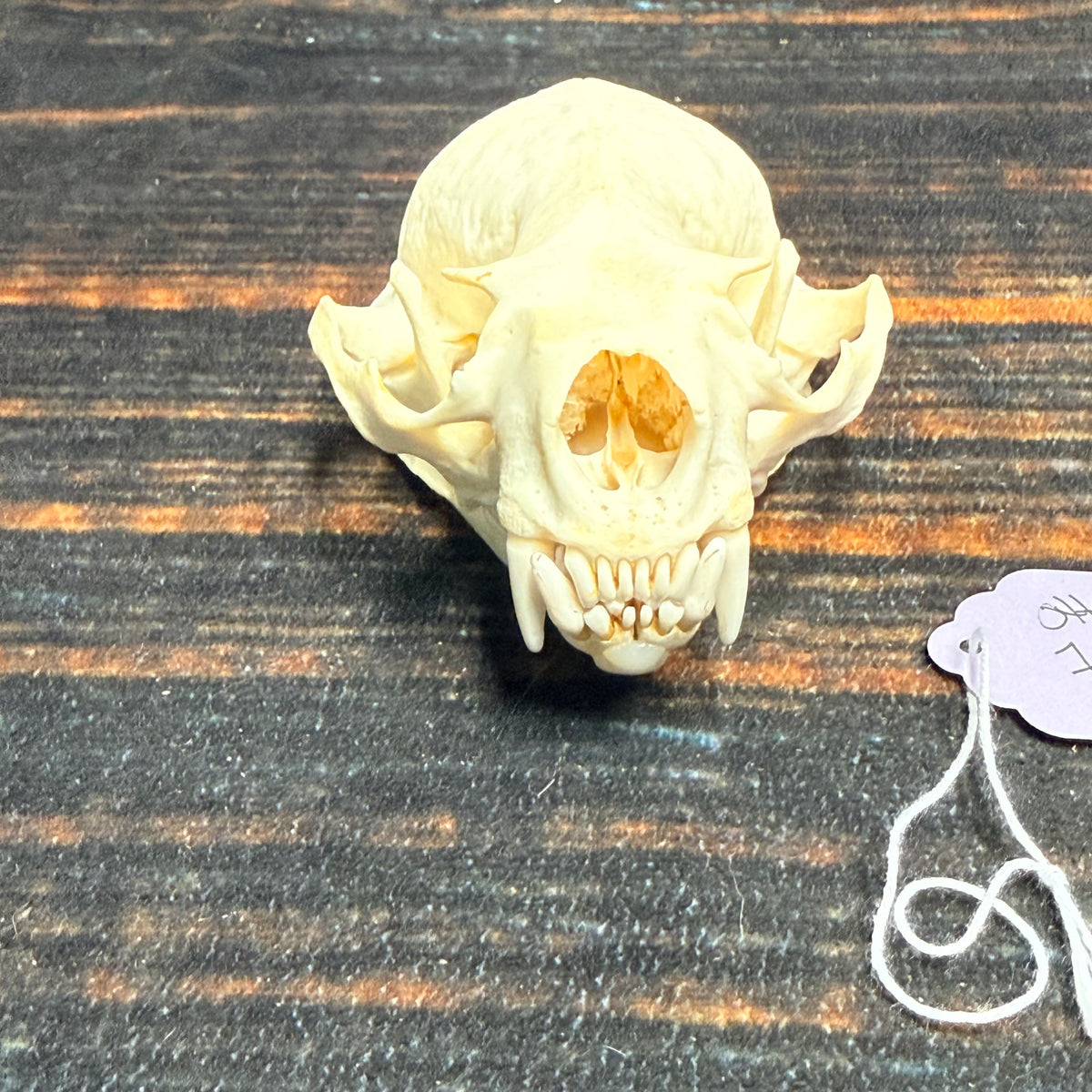 AMERICAN XL RIVER OTTER