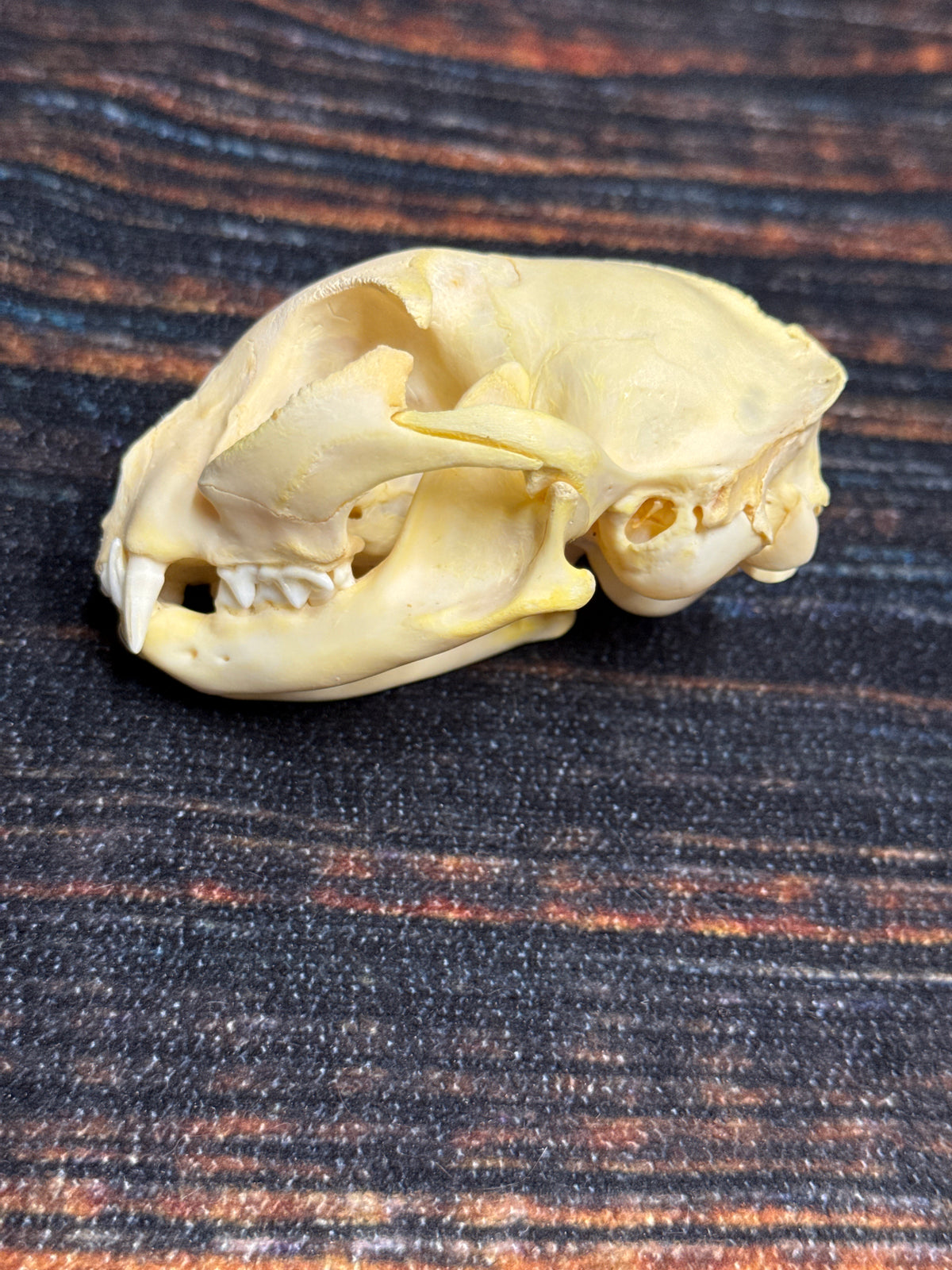 Real Feral Cat Skull, 4-Inch Specimen